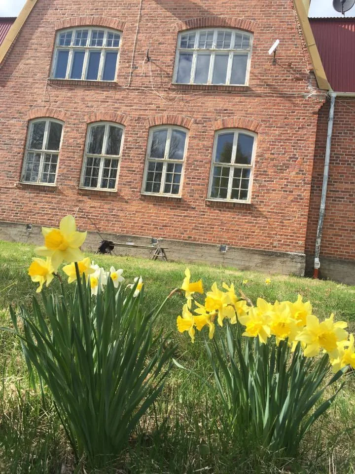 helsinglight vårblomma.jpg