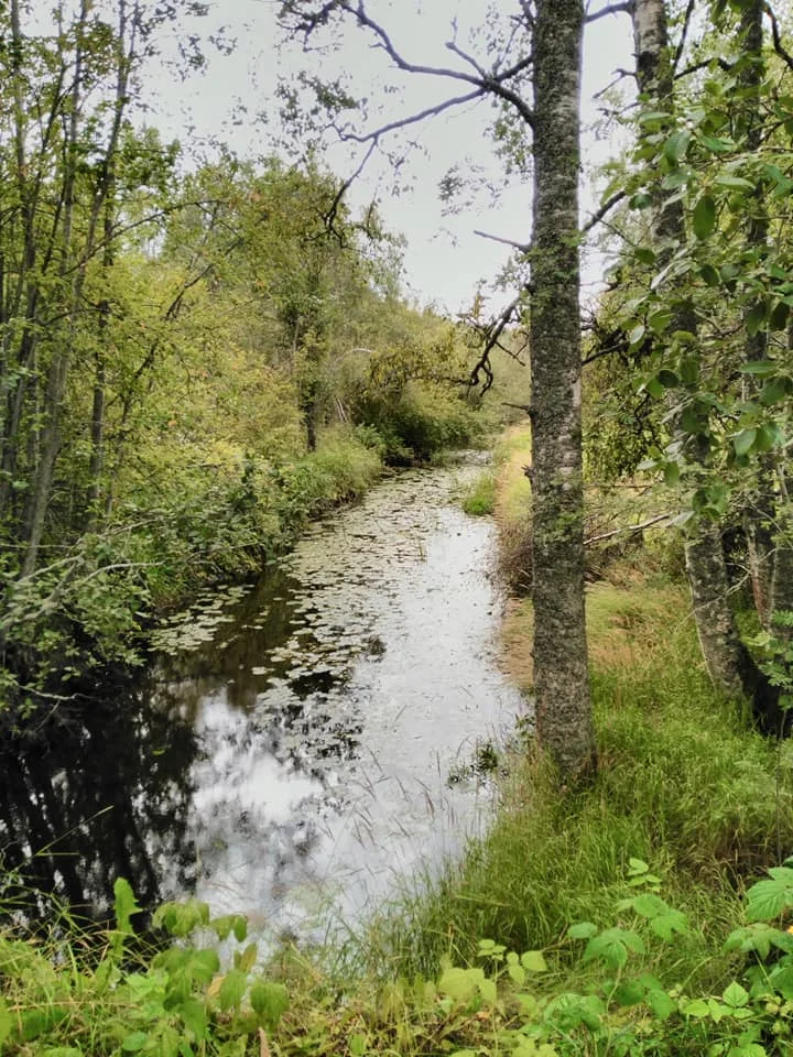 Beautiful nature surrounding Helsinglight AAiR - Alternative Artist in Residence. Photo: Robin Tynan