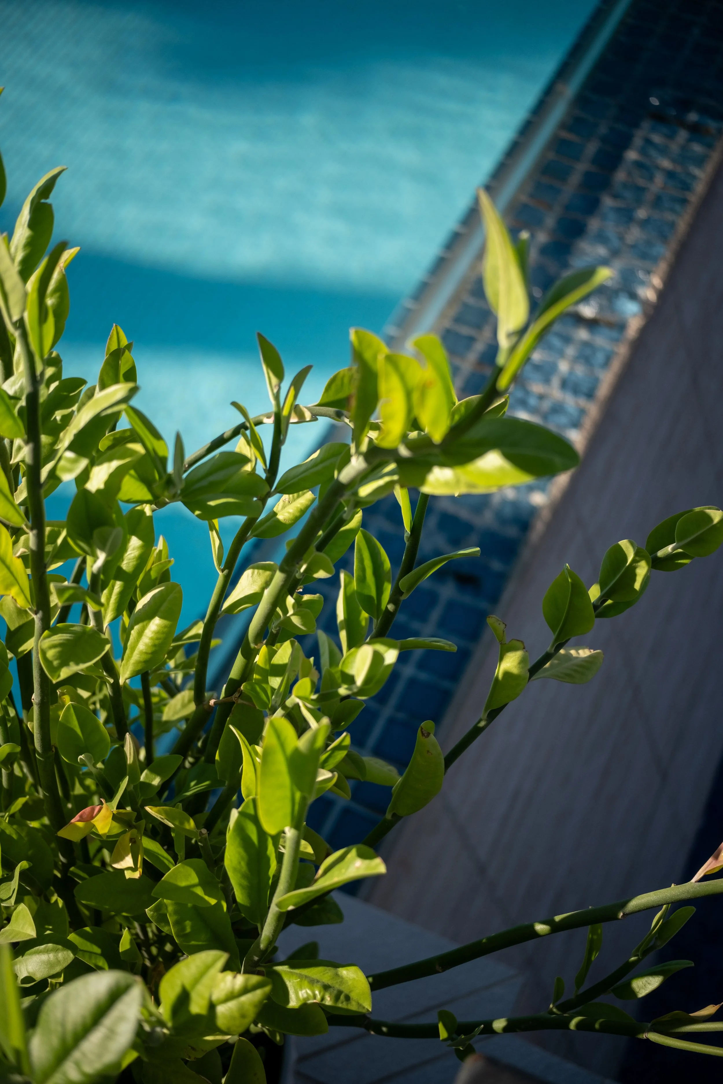 Mendil + Meyer_FSP Spa Pool Deck (6 of 7).jpg