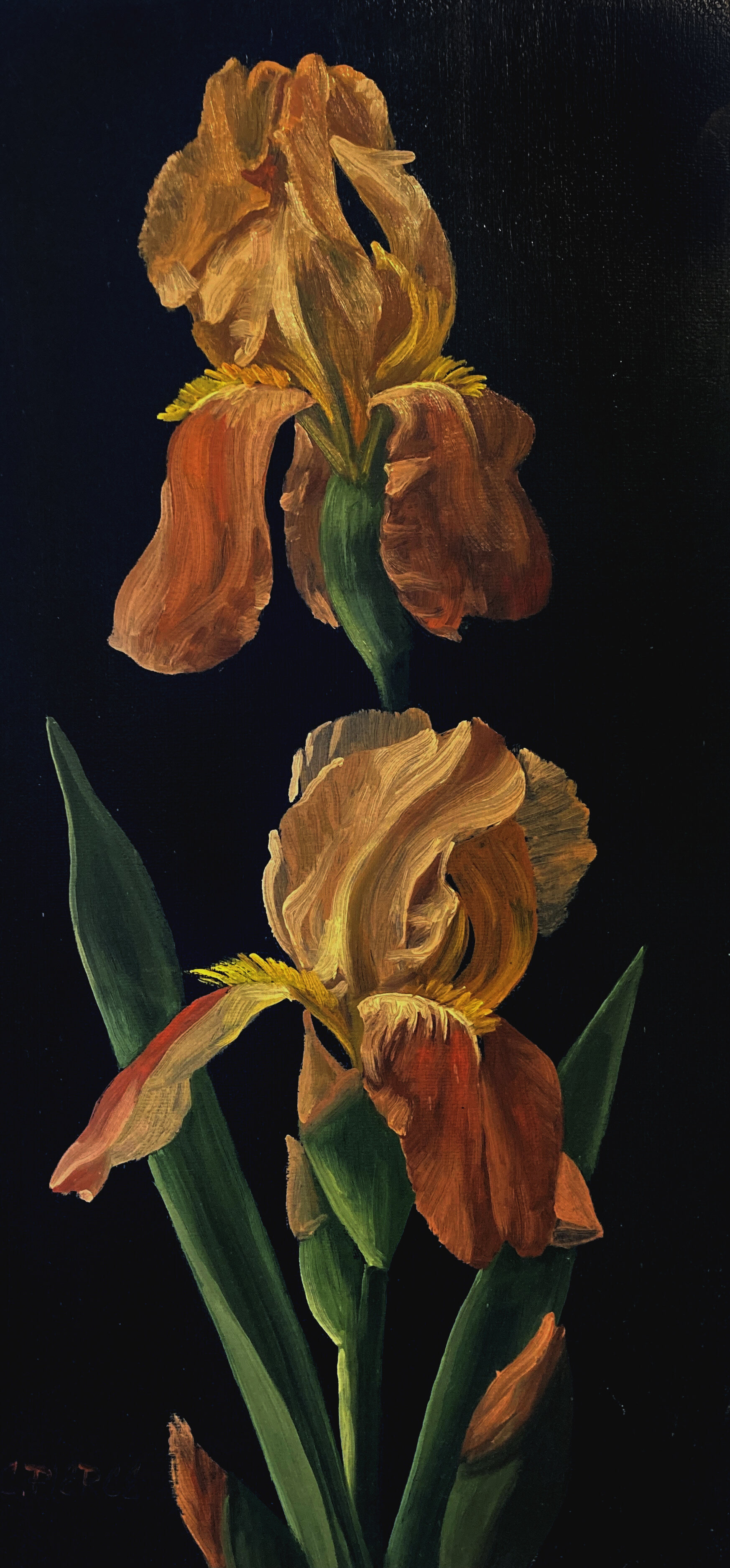 Butterscotch Iris, 12x8.jpg