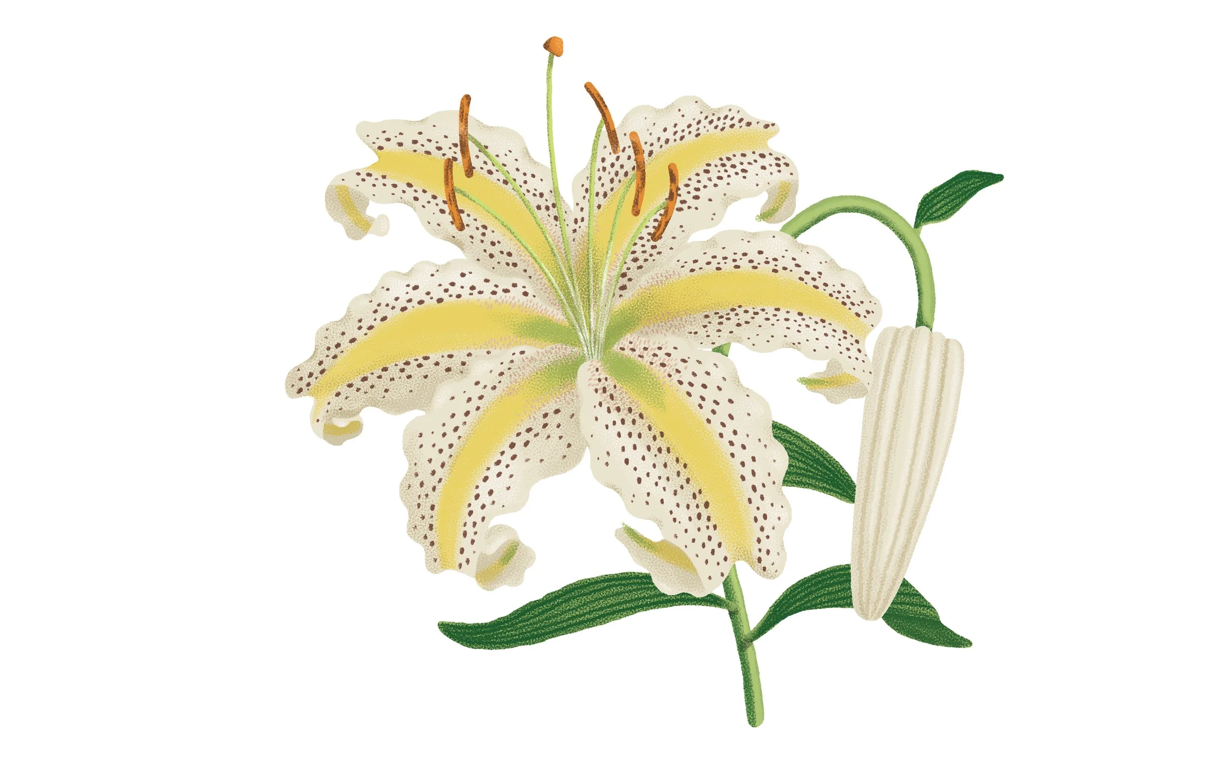 MARKARIAN_White Lily.jpg