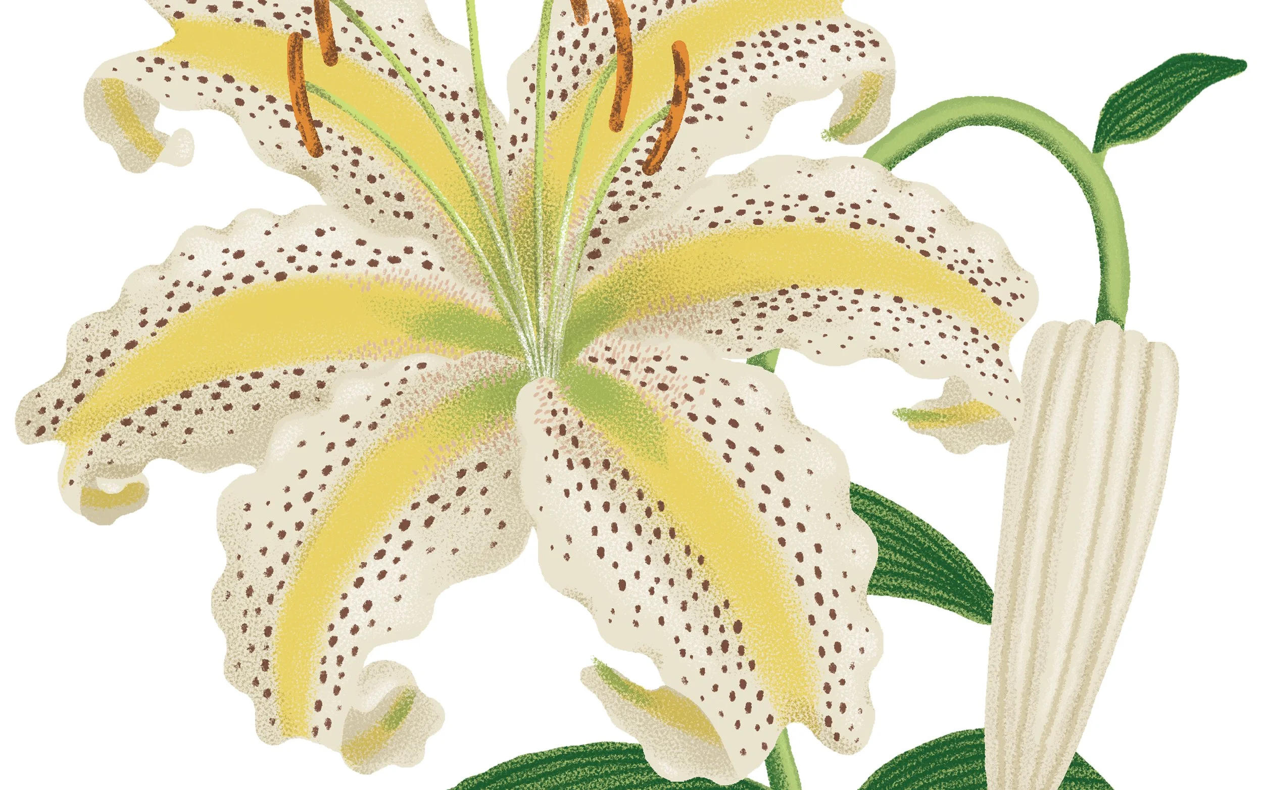 MARKARIAN_White Lily2.jpg