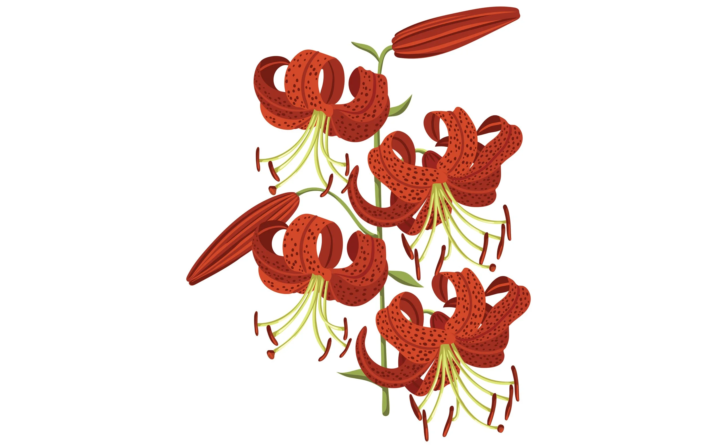 MARKARIAN_Red Lily.jpg