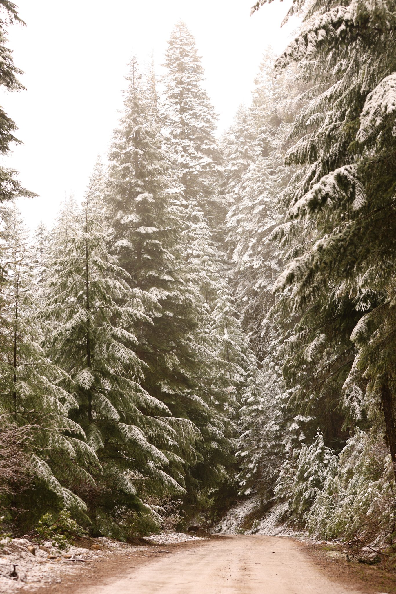 Oregon snow pine road.JPG