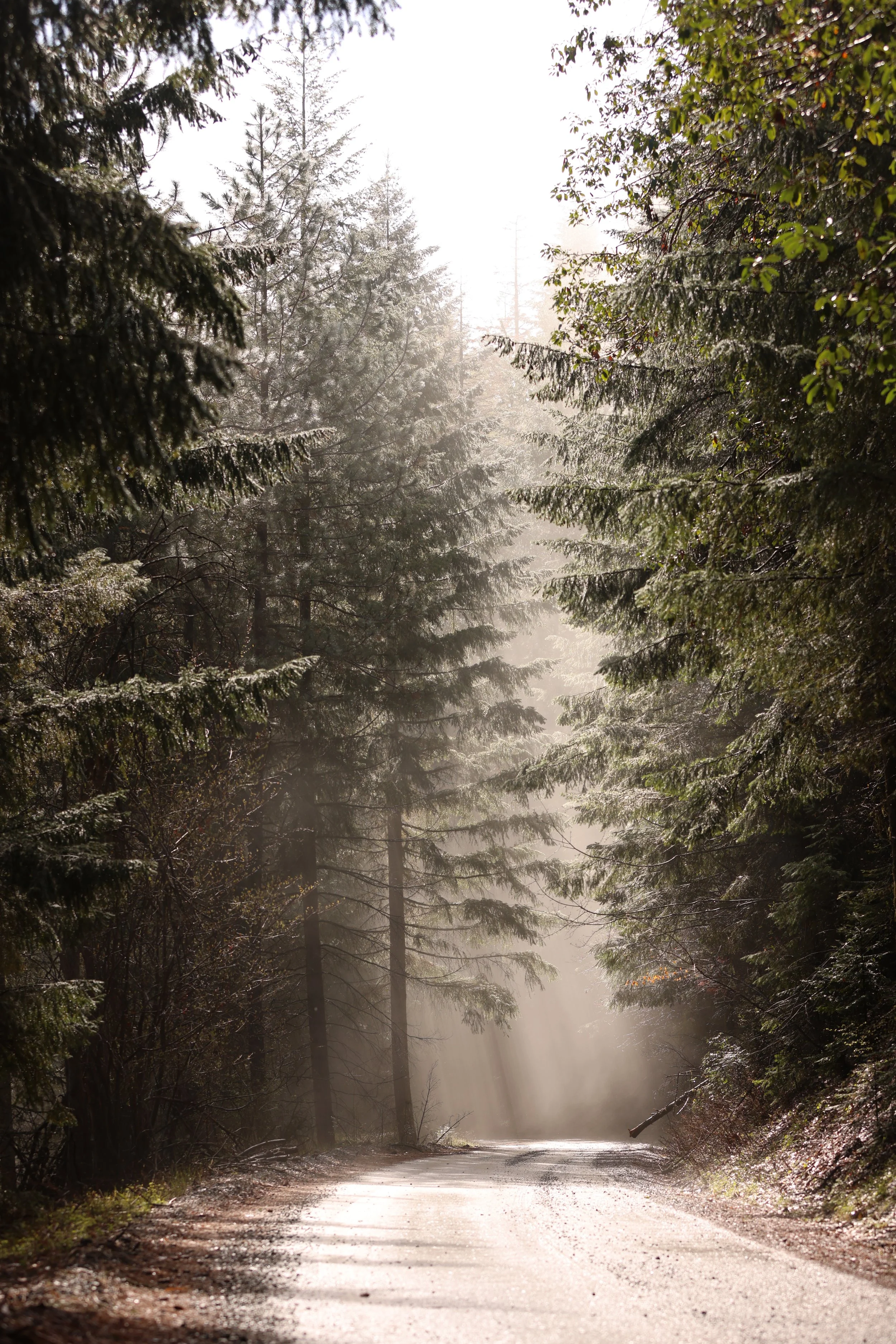 Oregon foggy Tree.JPG