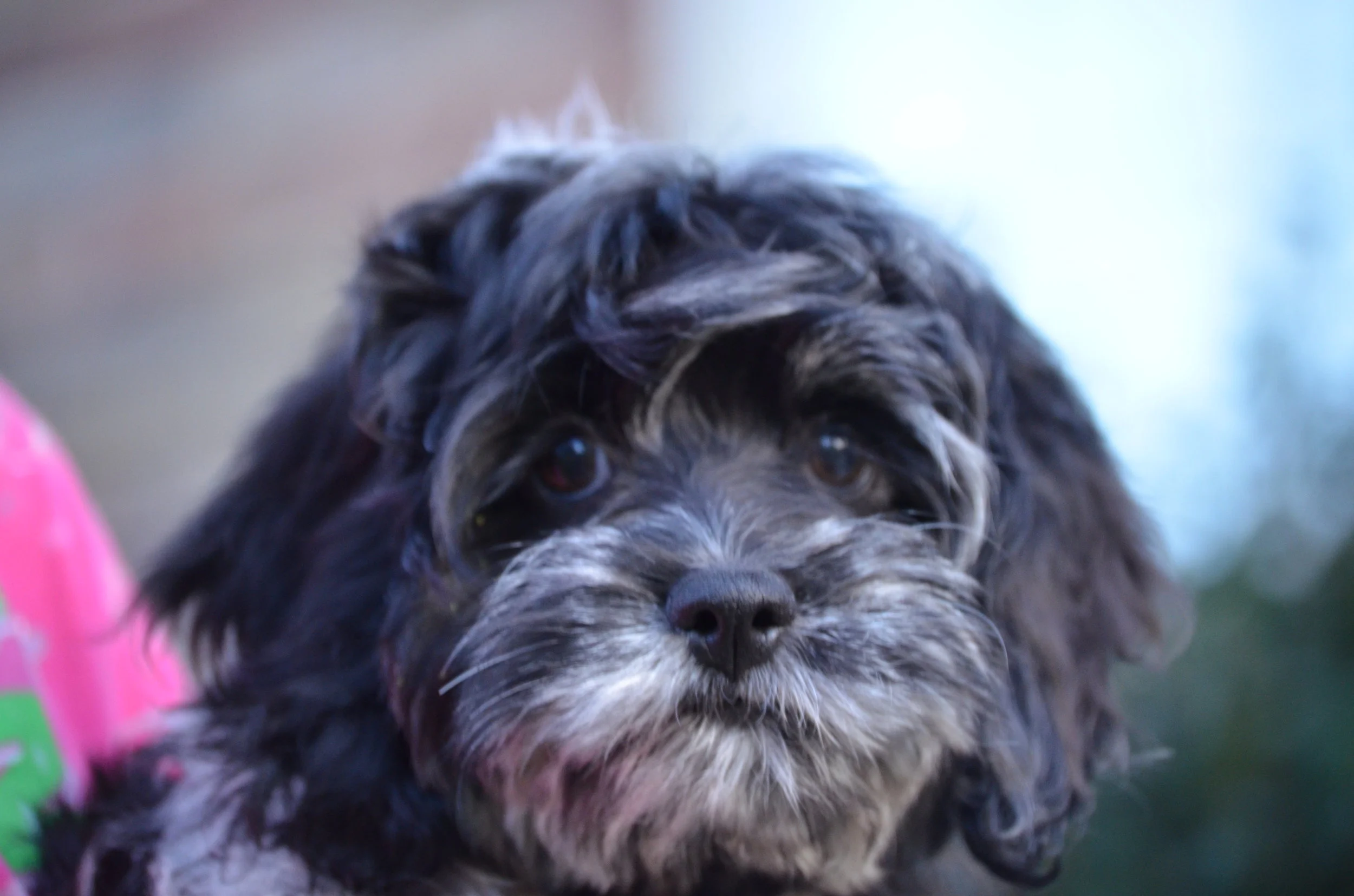 merle cockapoo for sale