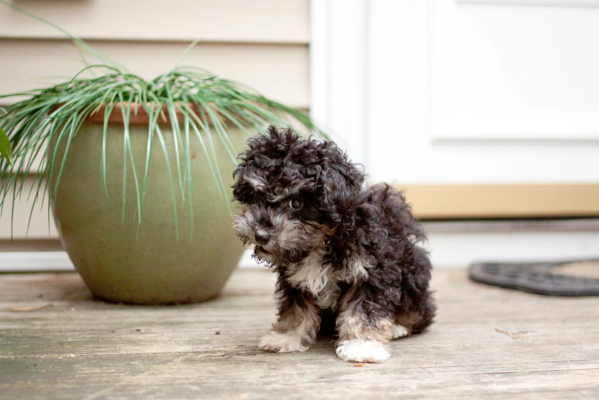 Colors — Best Cockapoos