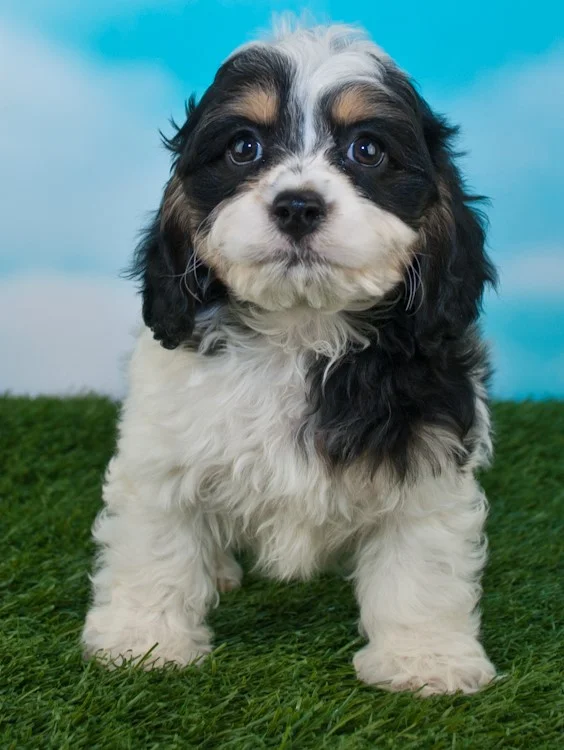 Colors — Best Cockapoos