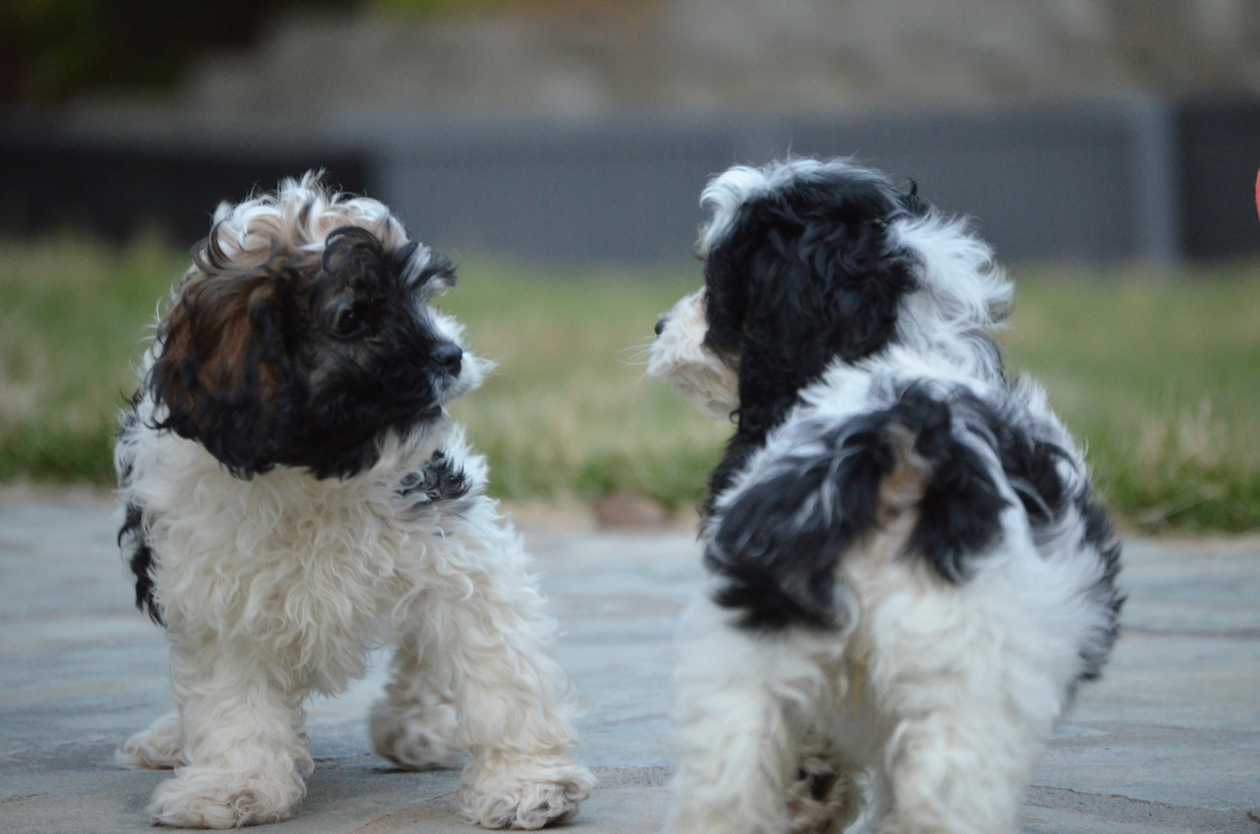 blue merle cockapoo puppies for sale