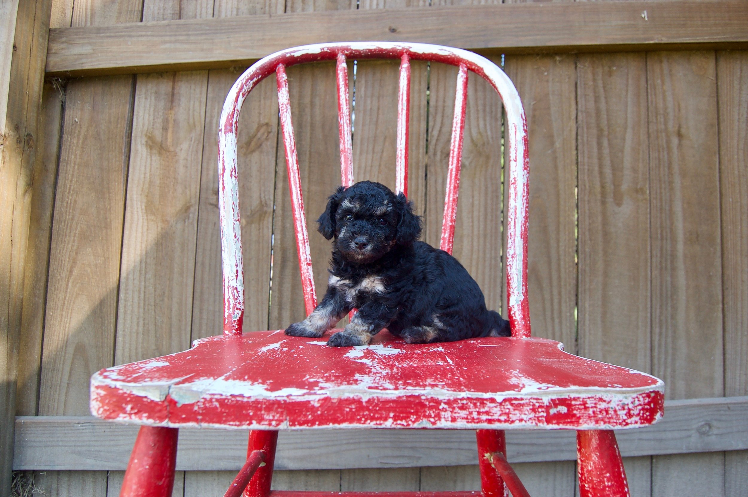 Price — Best Cockapoos