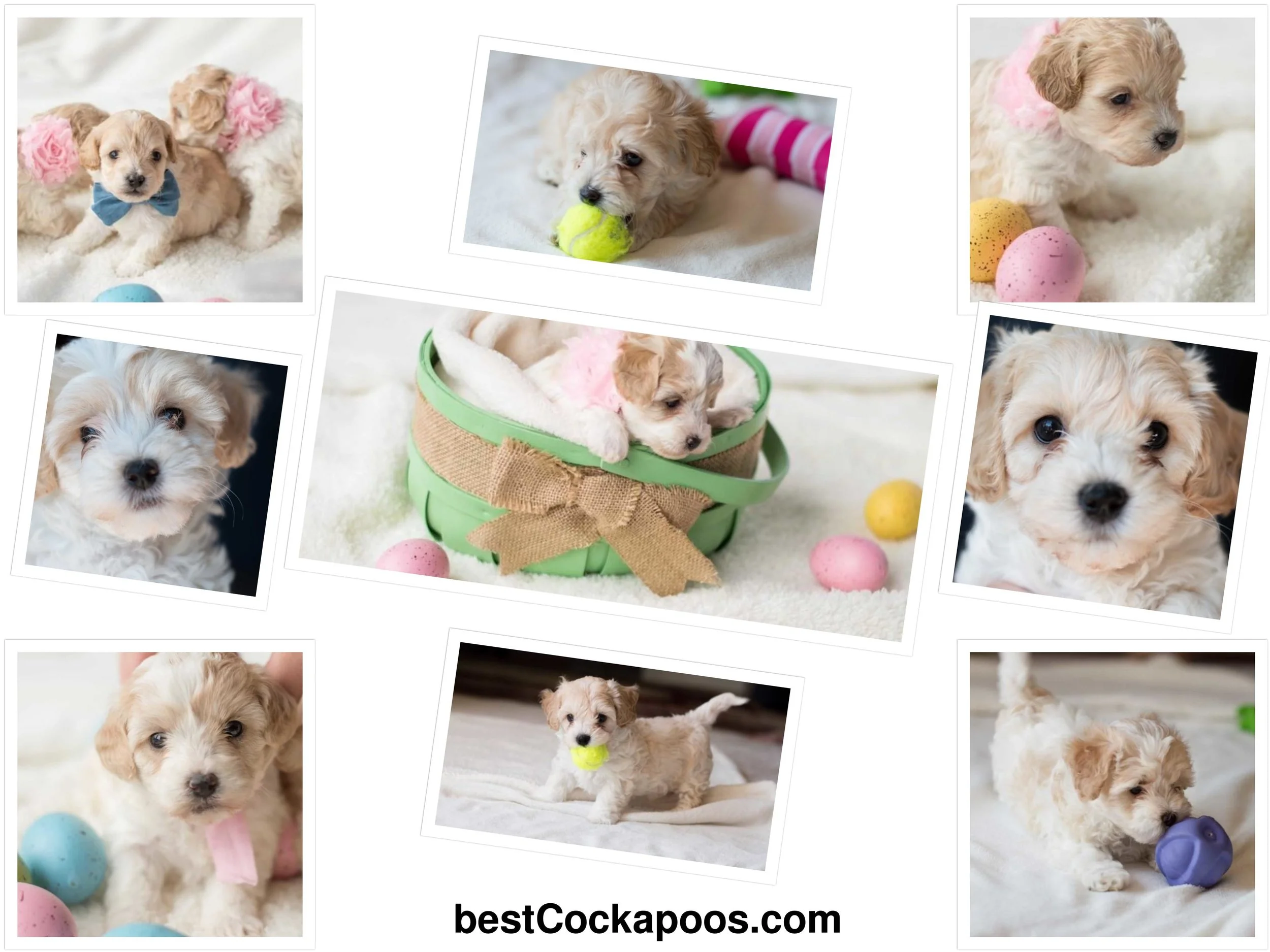 Cockapoo-puppies-for-sale.jpg