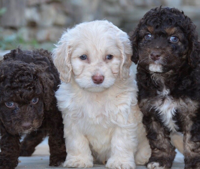 best-cockapoo-breeders.jpeg