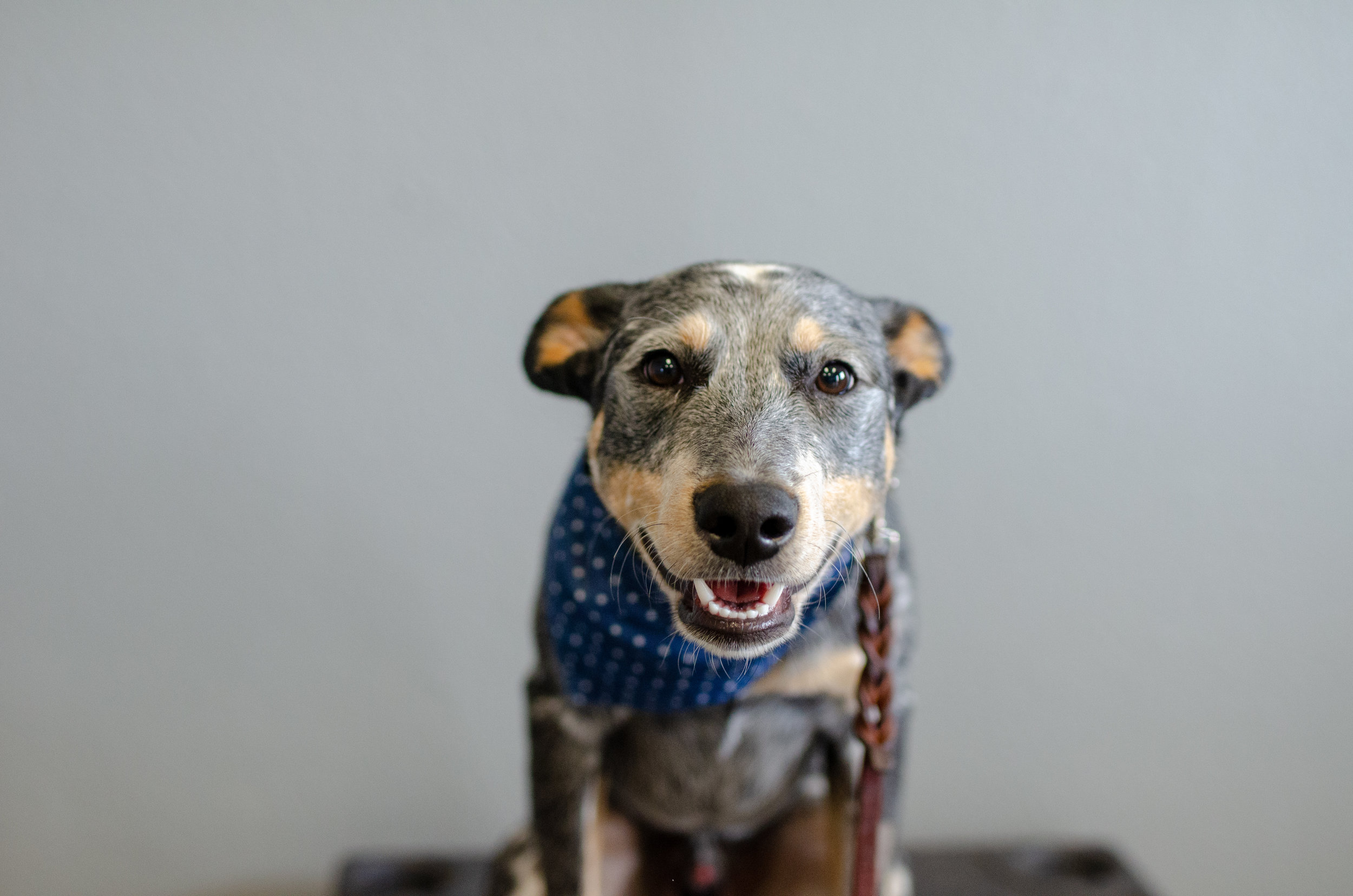 ModernDog-20.jpg