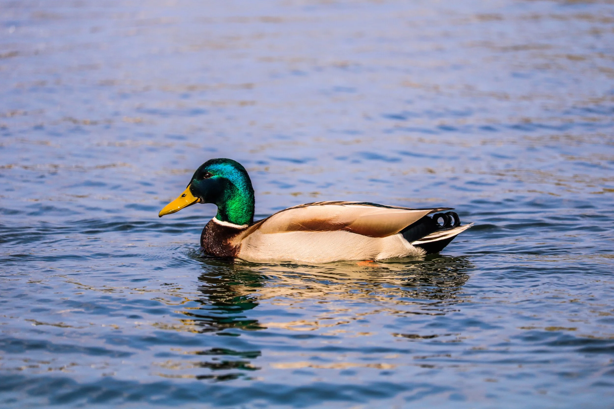Duck Syndrome 2.0 