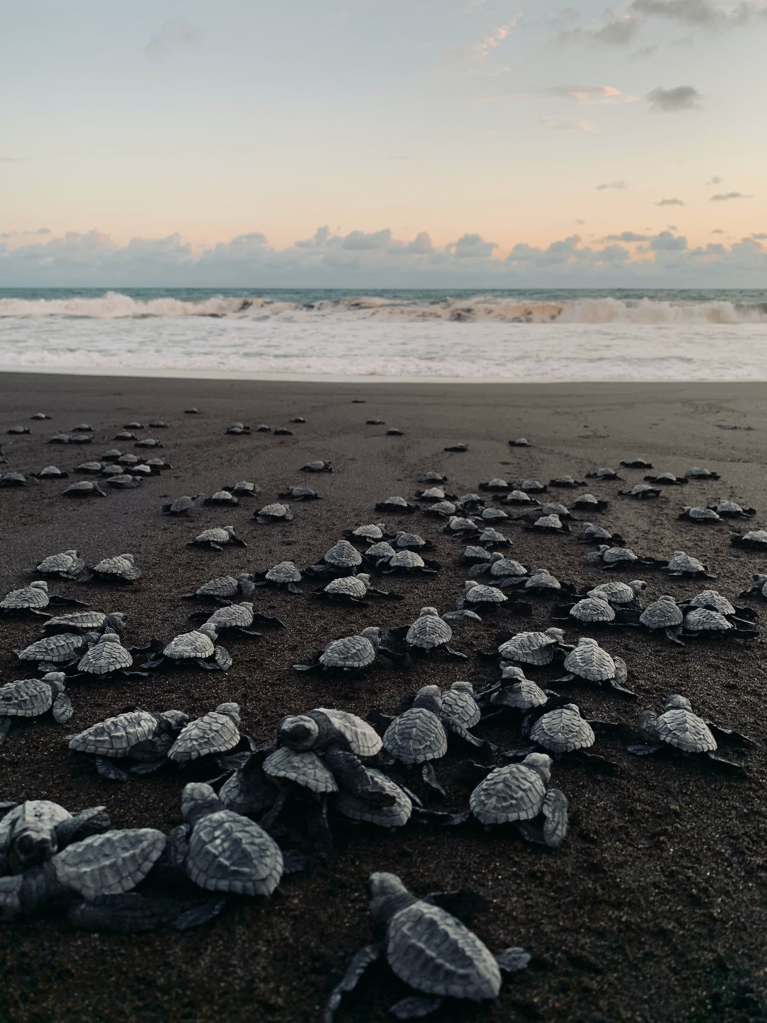 Hatching Turtles