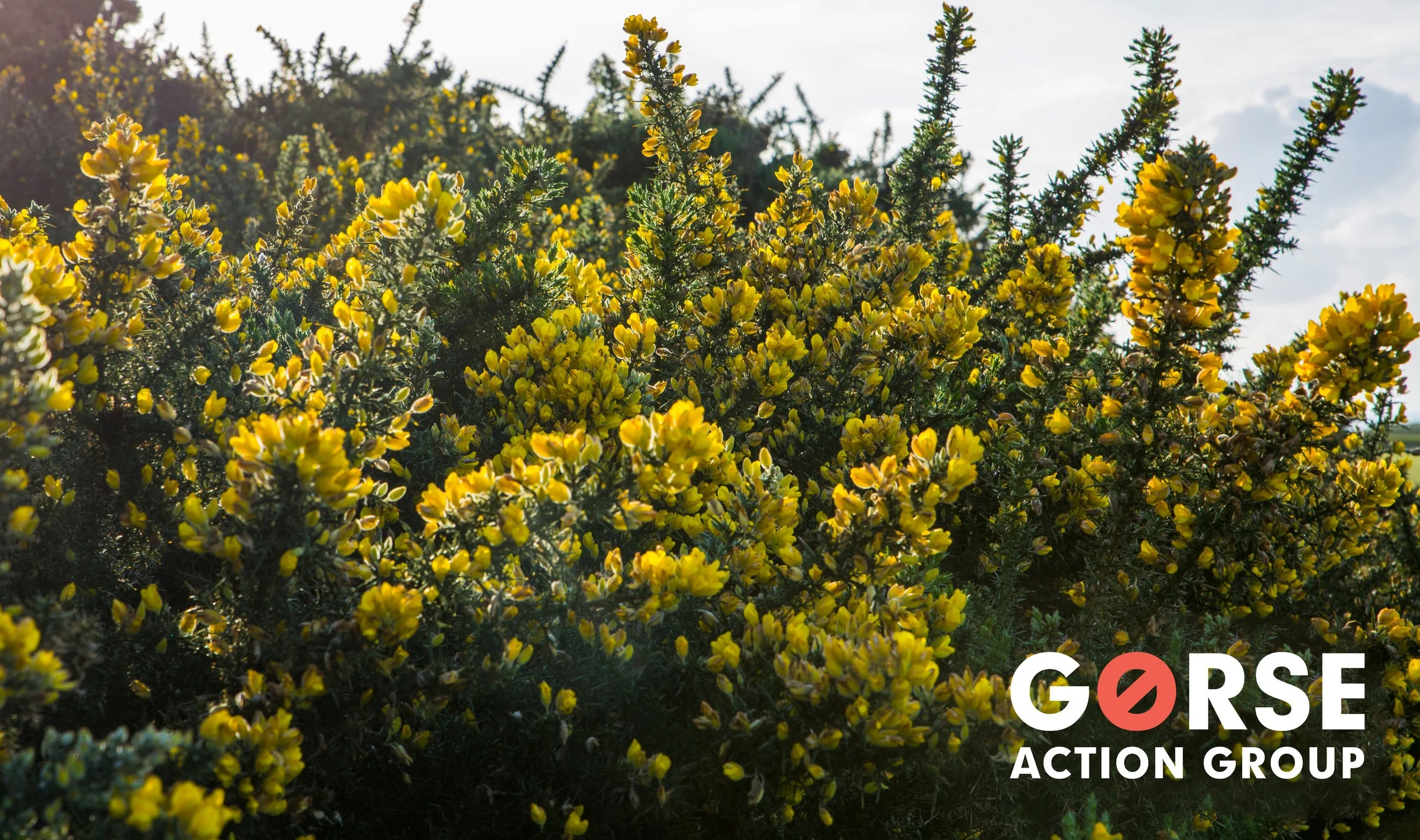 Gorse+photo+with+GAG+logo+2018.jpg