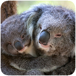 Tour 399 Puffing Billy and Wildlife.png