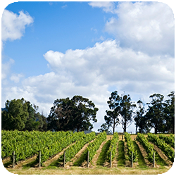 Tour 355 Puffing Billy & Wineries.png