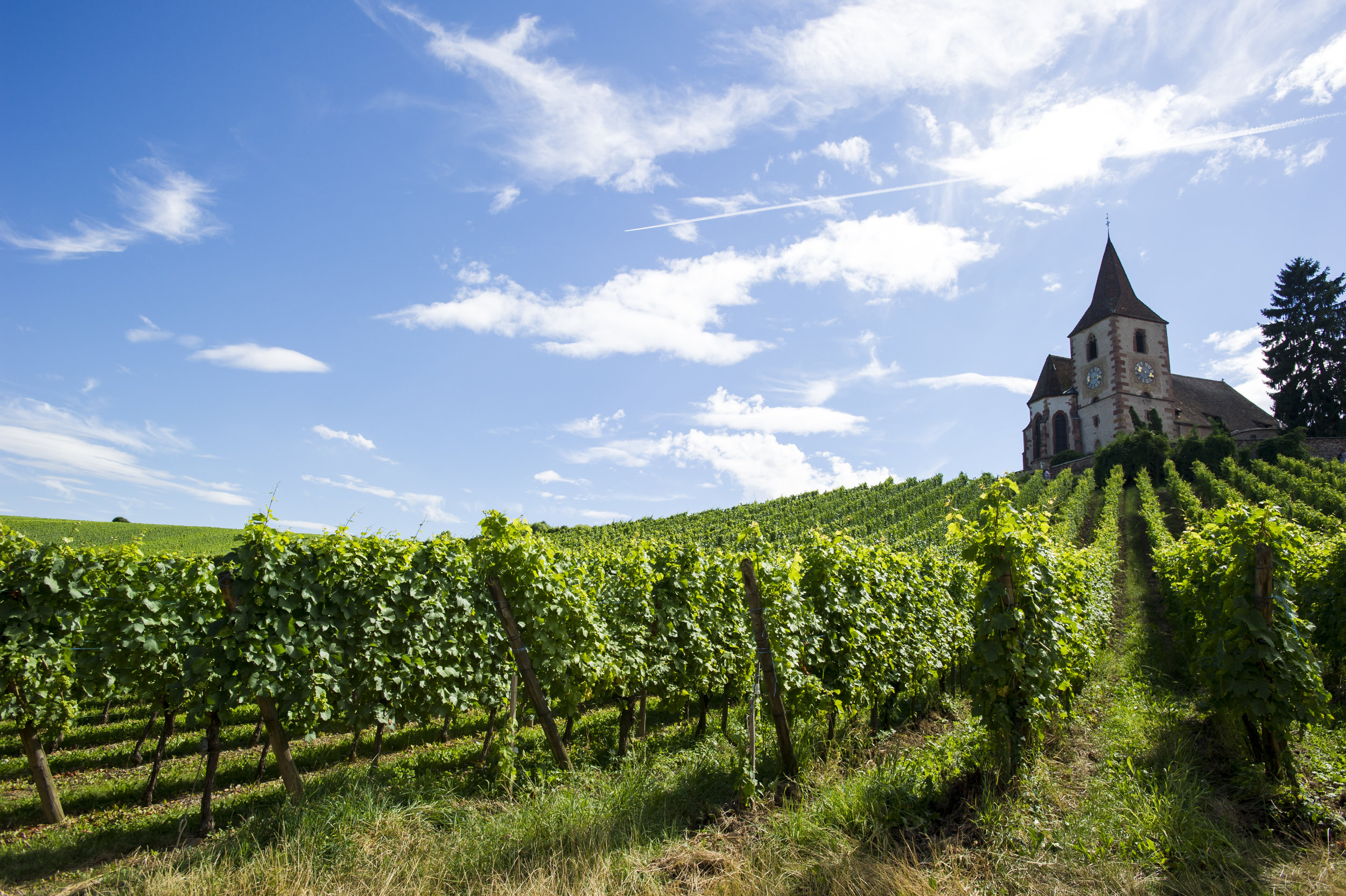 vineyards-alsace-france.jpg