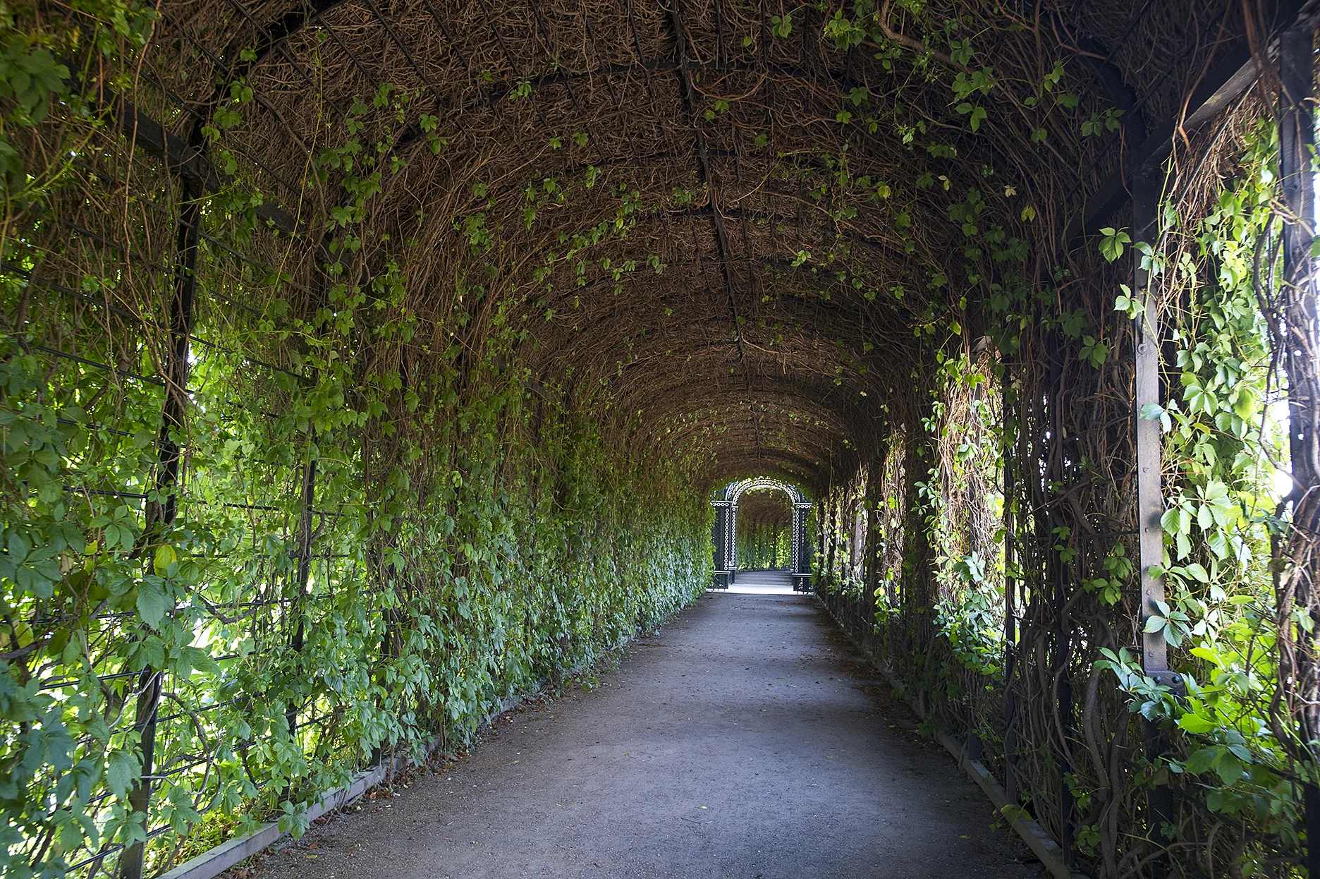 canopy.jpg
