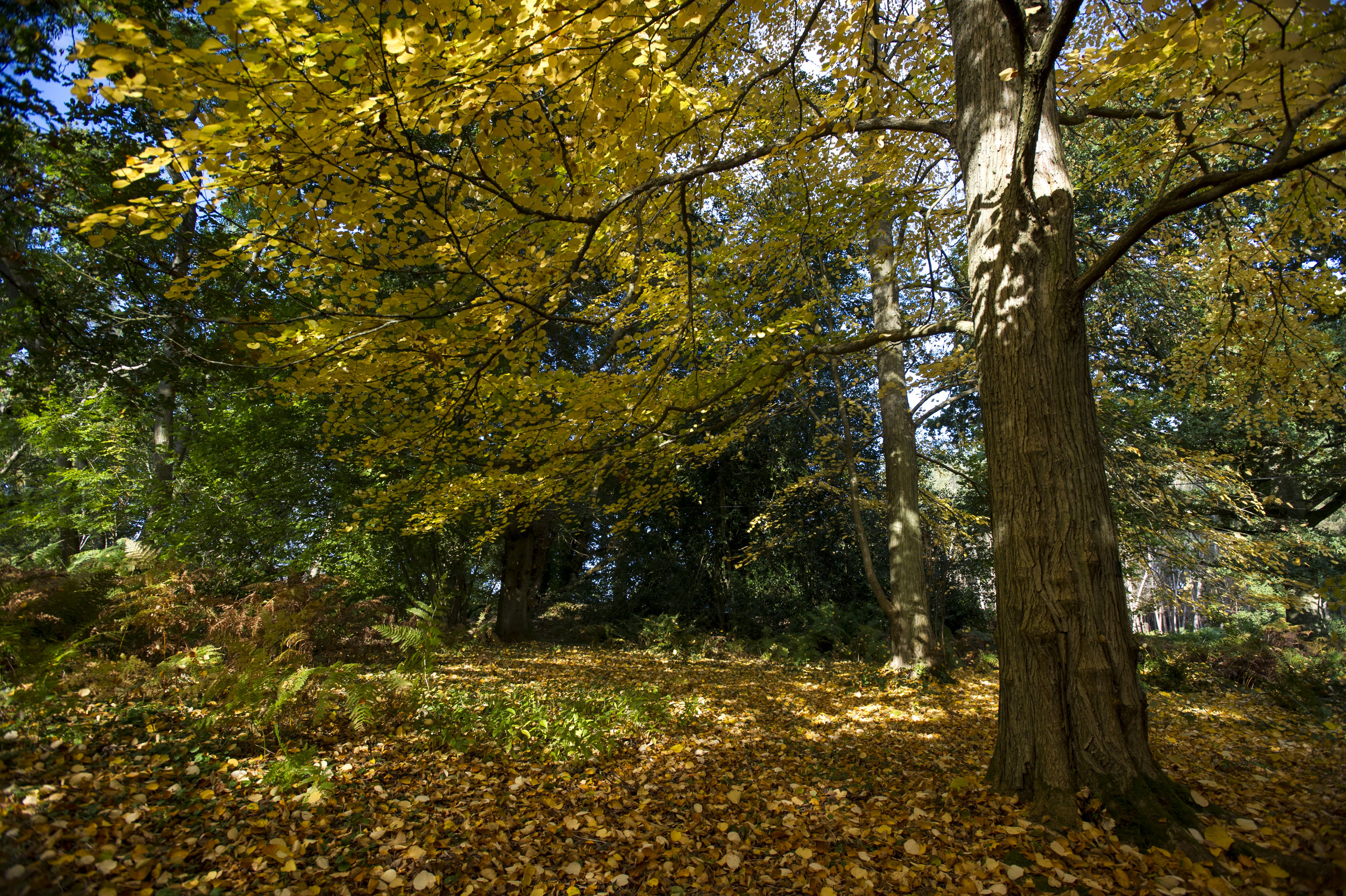 Autumn at Winkworth, Surrey, England