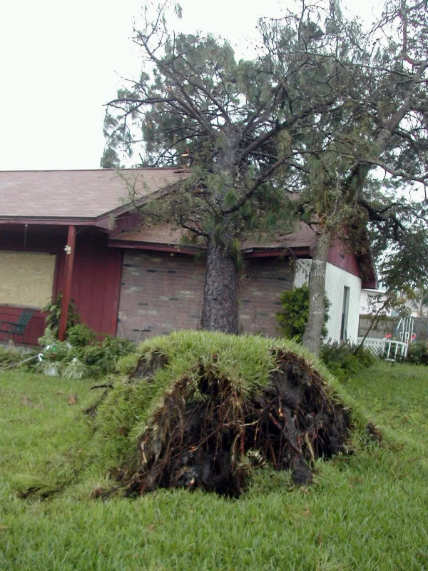 Hurricane damage to house in Florida, 2004. This Tree may not look like much, but it actually did major damage to this house: the entire interior ceiling and insulation was knocked down and laying on the floor; the doors and windows did not shut properly - Even the cabinet and shower doors did not close properly. These are the classic signs of the house being knocked off its foundation by the force of the tree falling onto the house. ©2004 Caryn Menches.