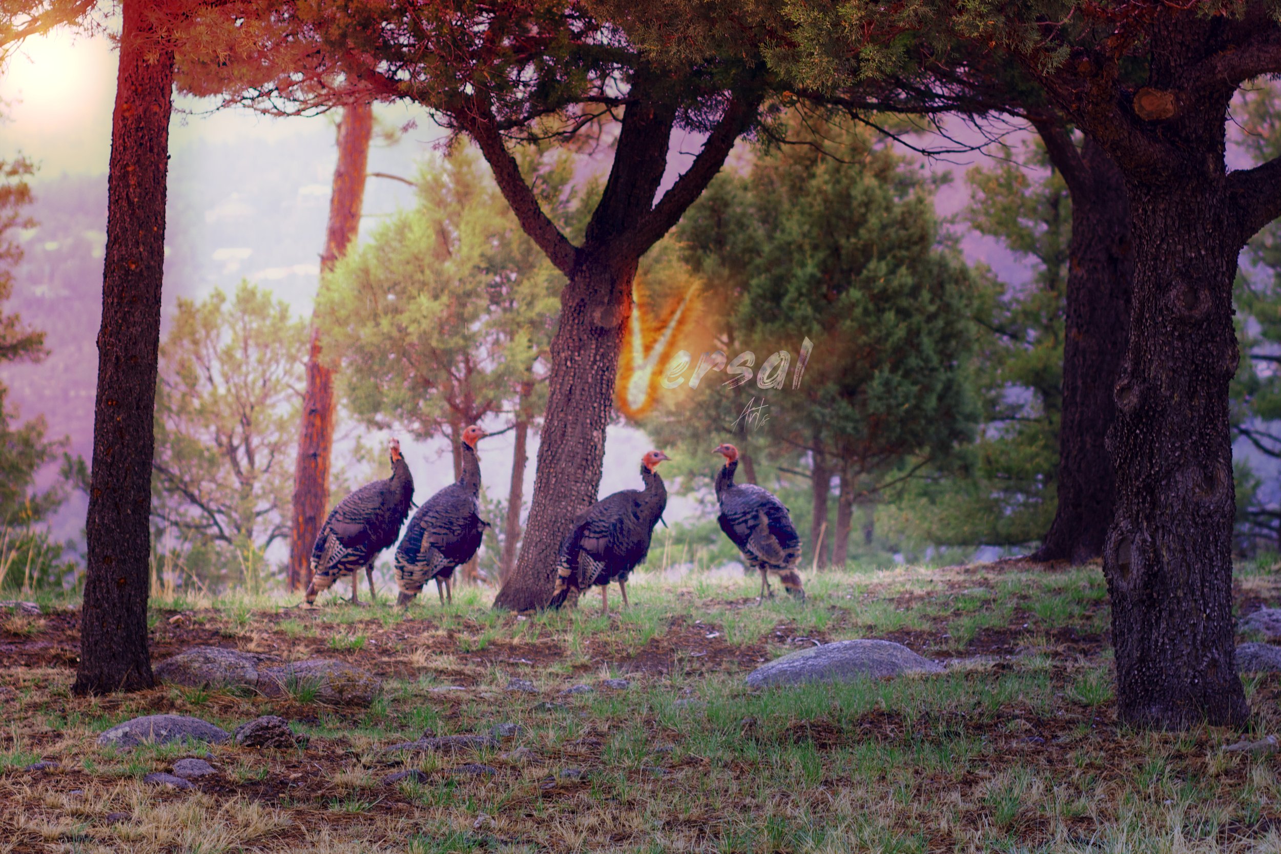 Ruidoso Turkeys.jpg