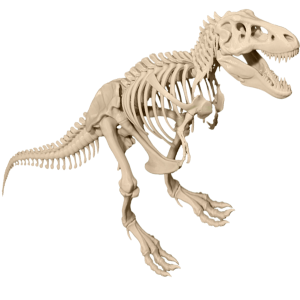 T-Rex-skeleton-dinasaur-model.png