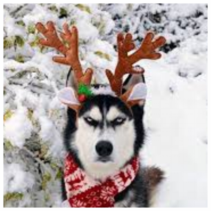 xmas dog.jpg