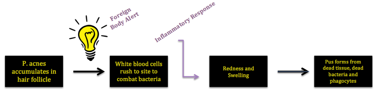 acne formation.png