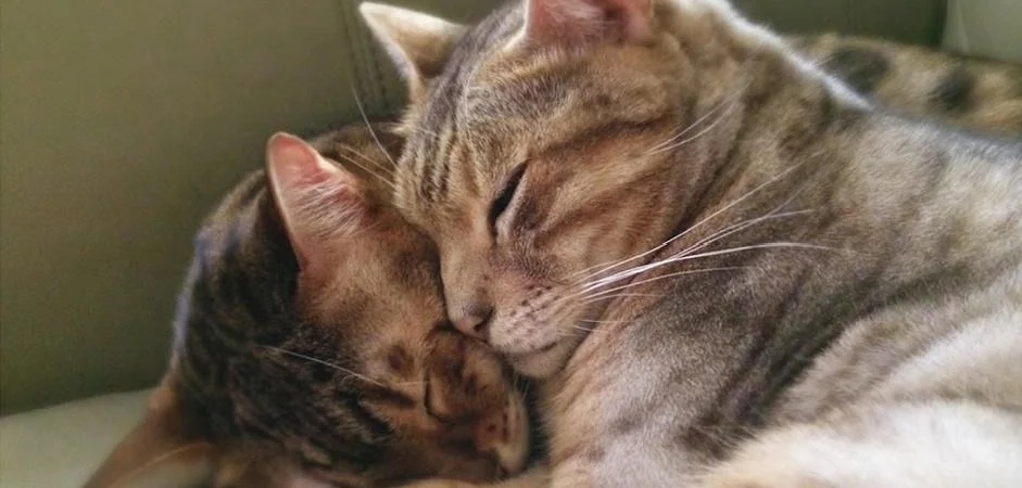 adoptions~available~~element56.jpg