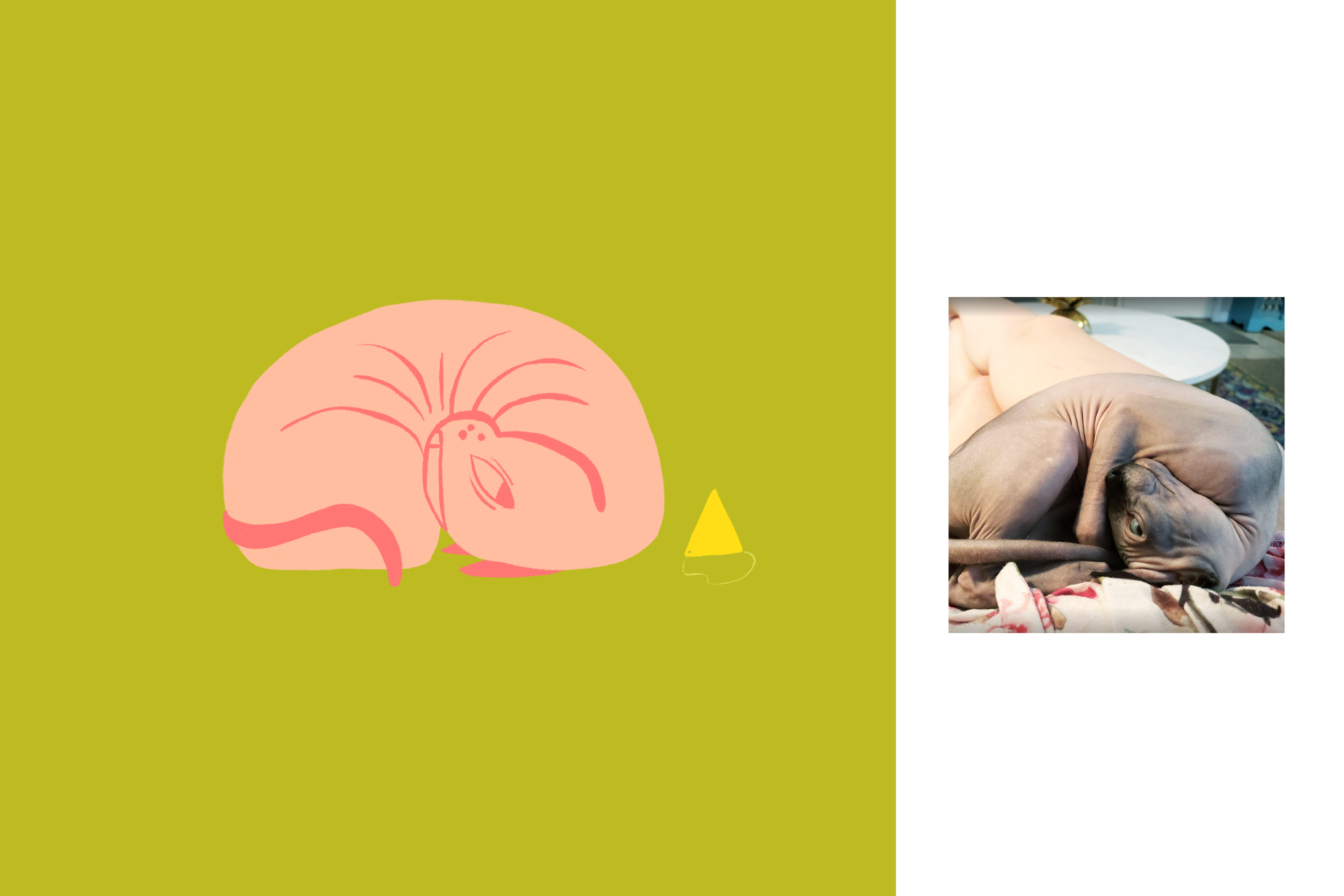 cats_illustrated-02.png