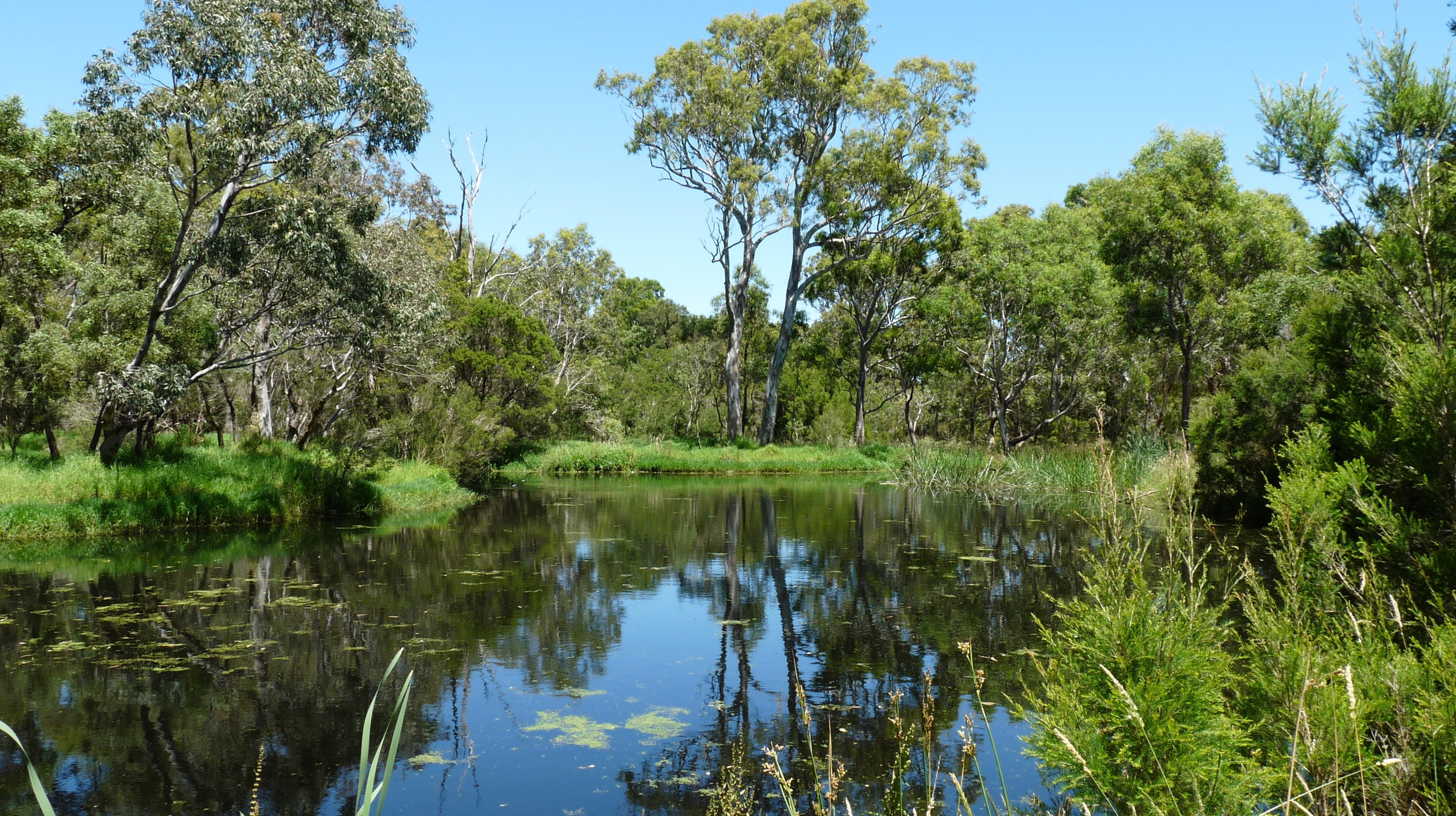 Wetland