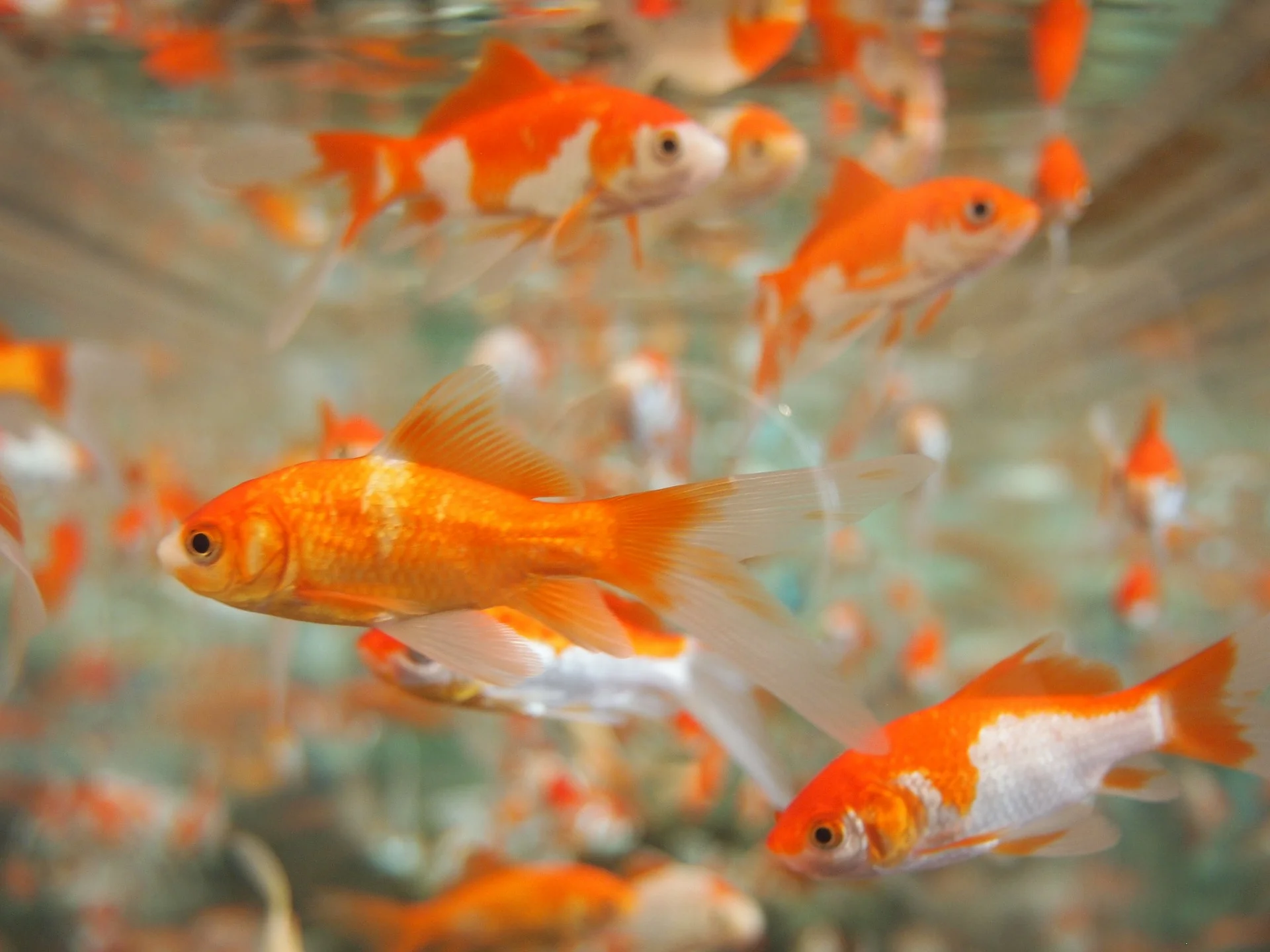 Post - What is it like to be in a fishbowl.jpg