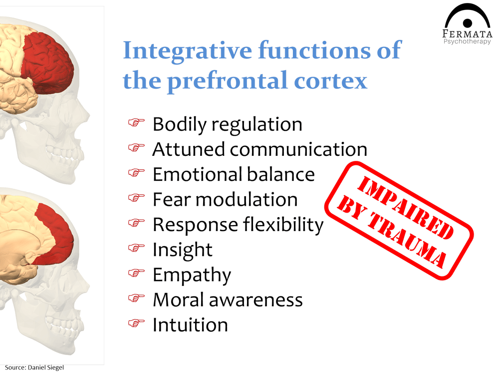 Trauma Spectrum Trauma and the Brain | Fermata Psychotherapy | Chicago, IL