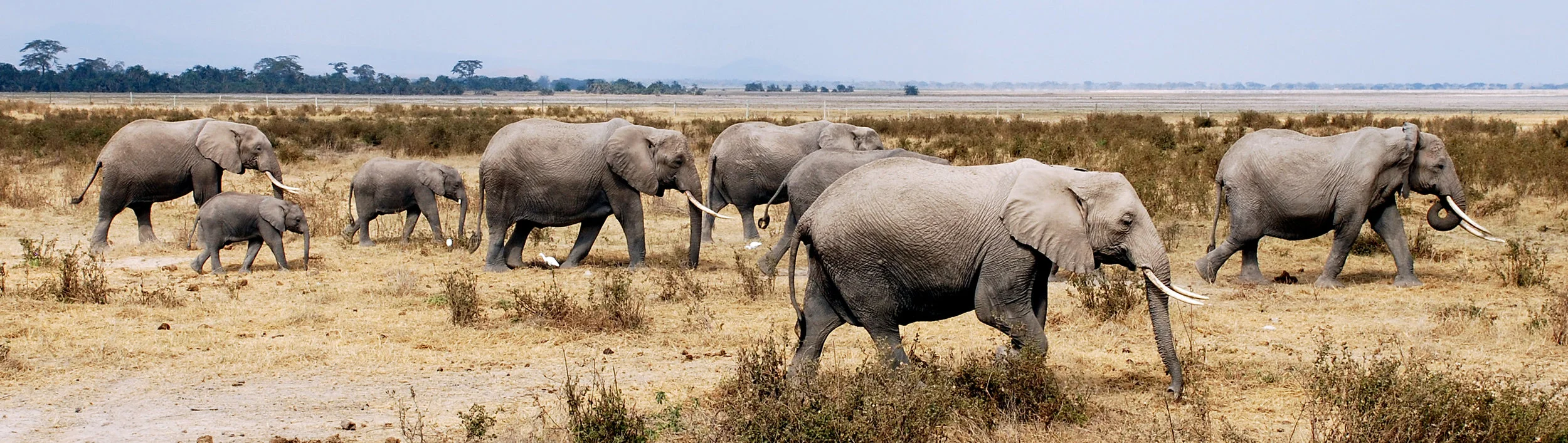 Elephant Herd.jpg