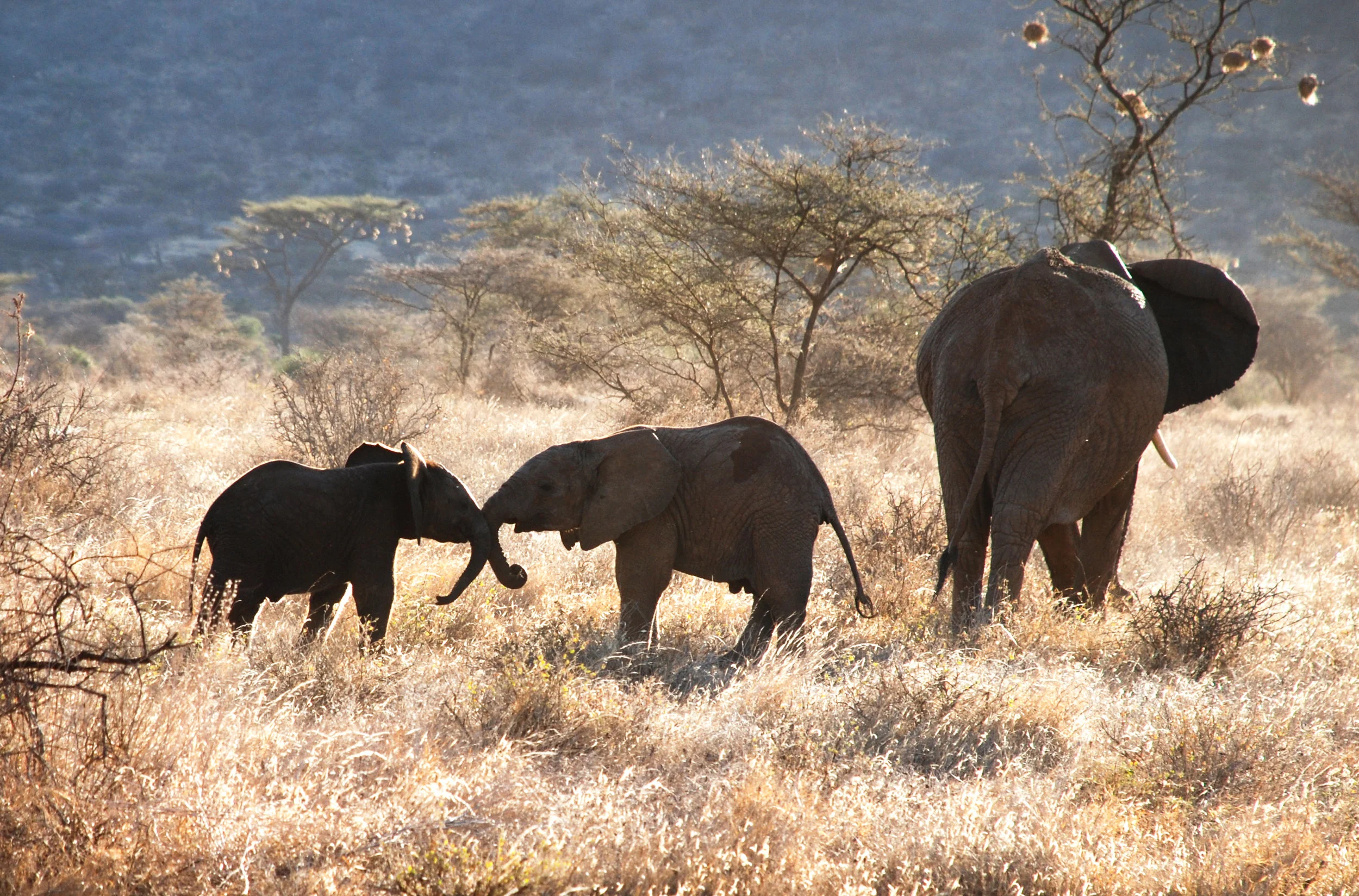 Elephant Siblings.jpg