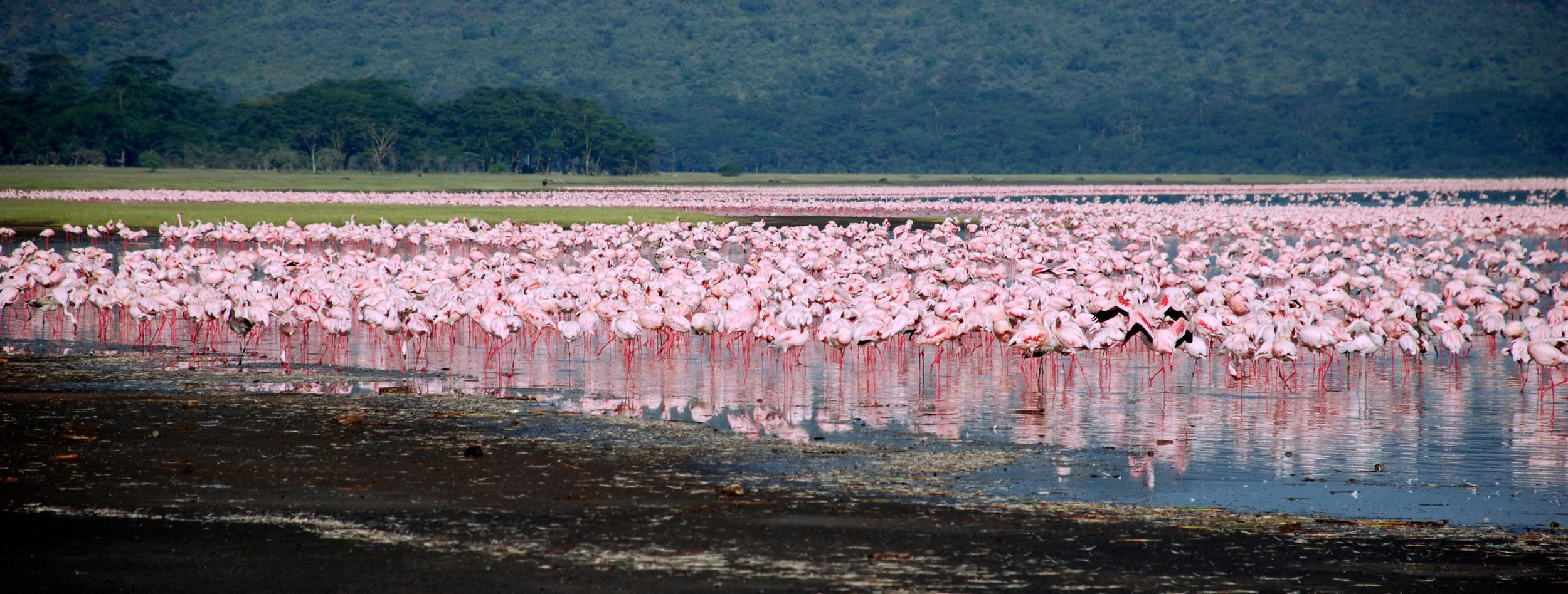Flamingoes Side View.jpg