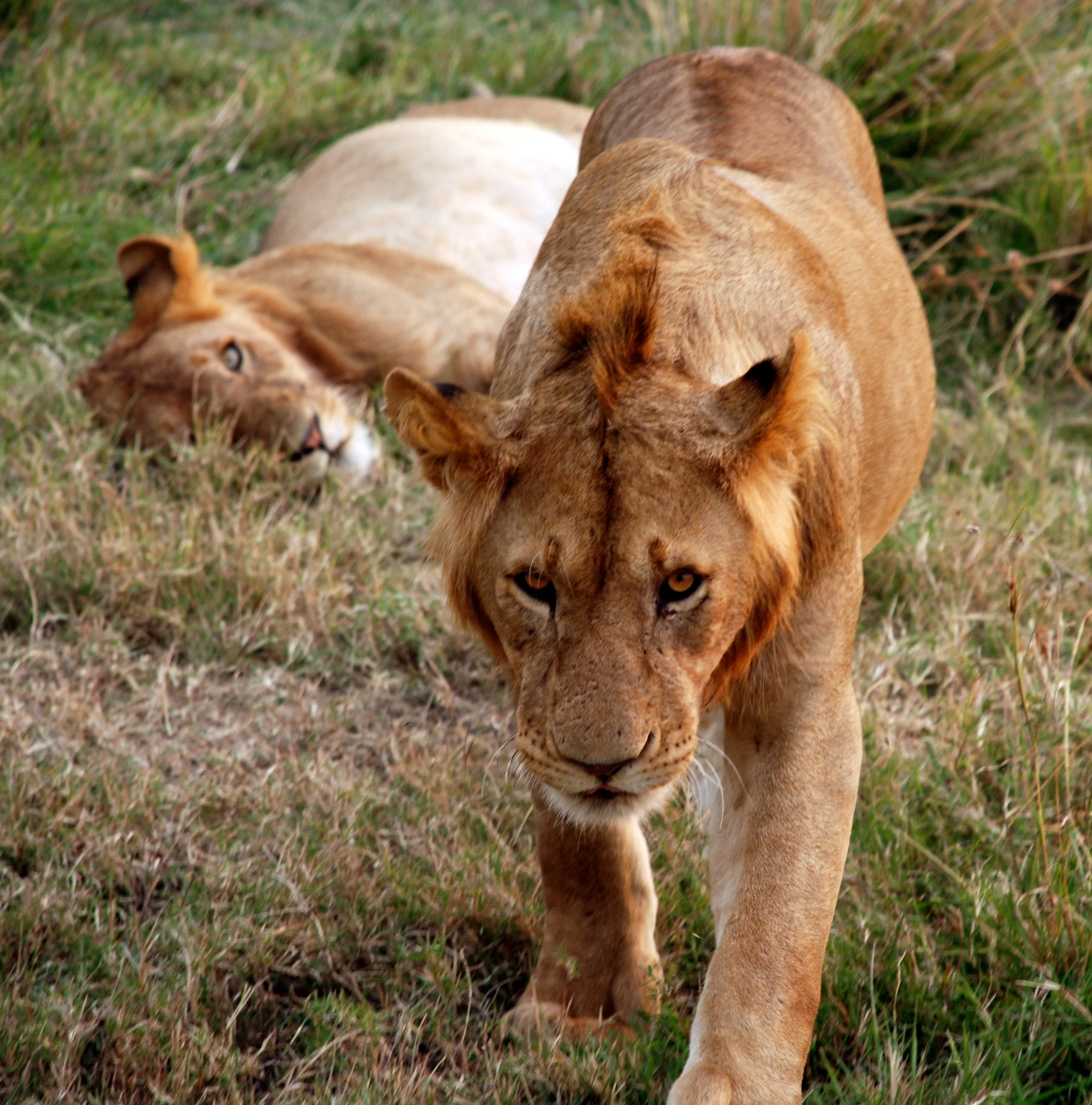 Lion Approaching.jpg