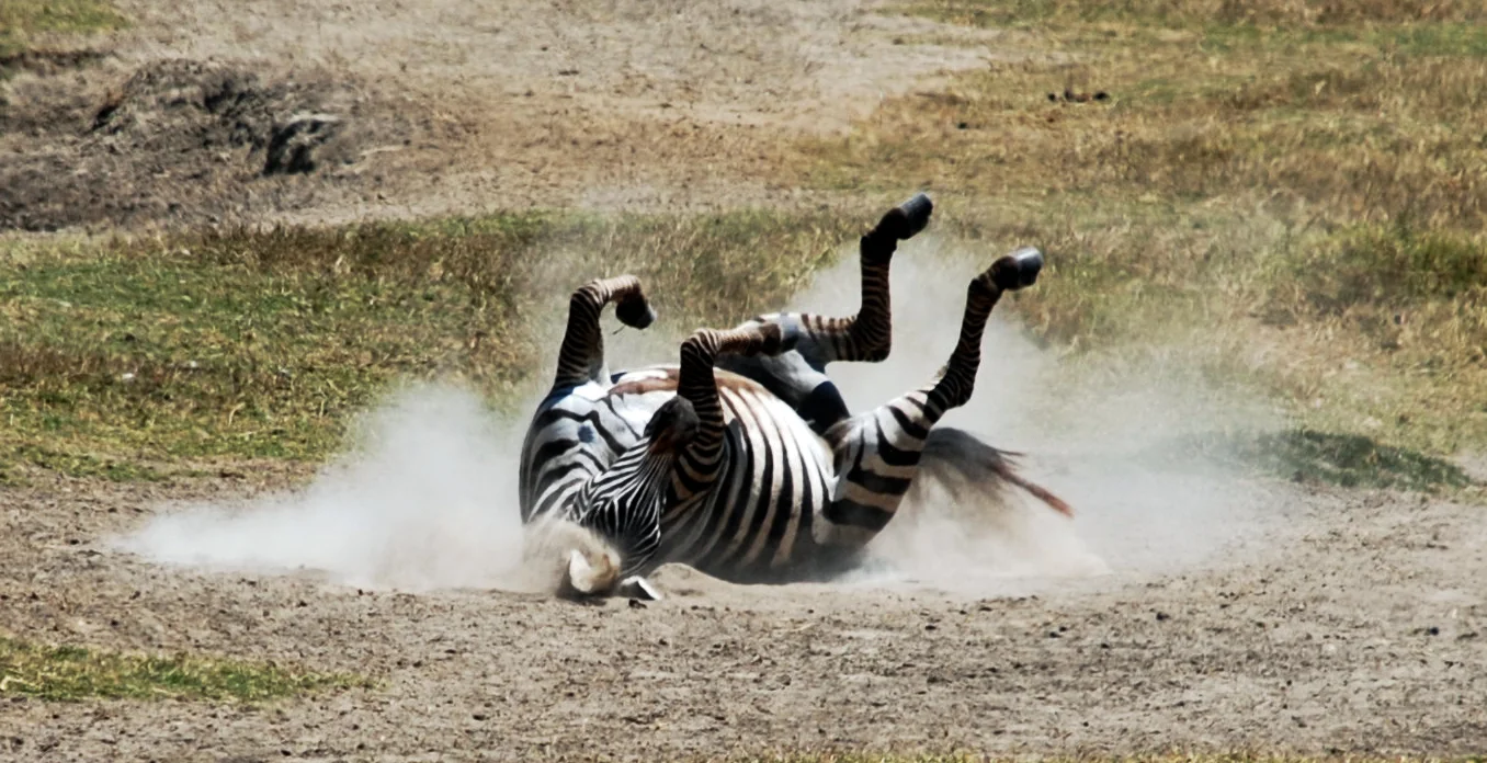 Zebra Romping 2.jpg