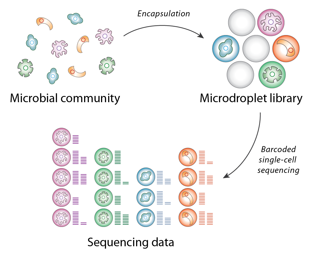 Single cell. Single Cell sequencing pictures. Single Cell sequencing pictures for presentation.