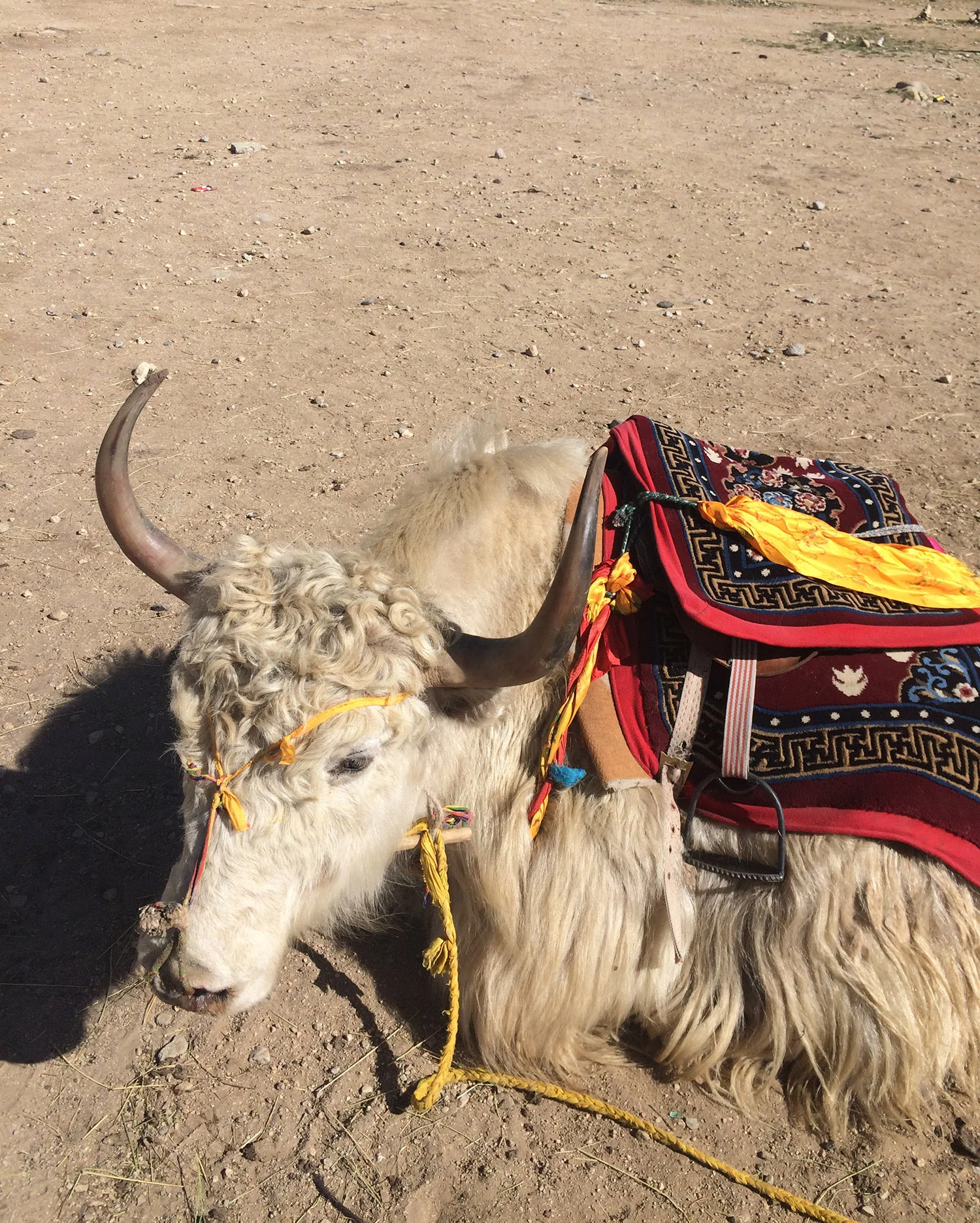 Tibet Landscape Yak 01.JPG