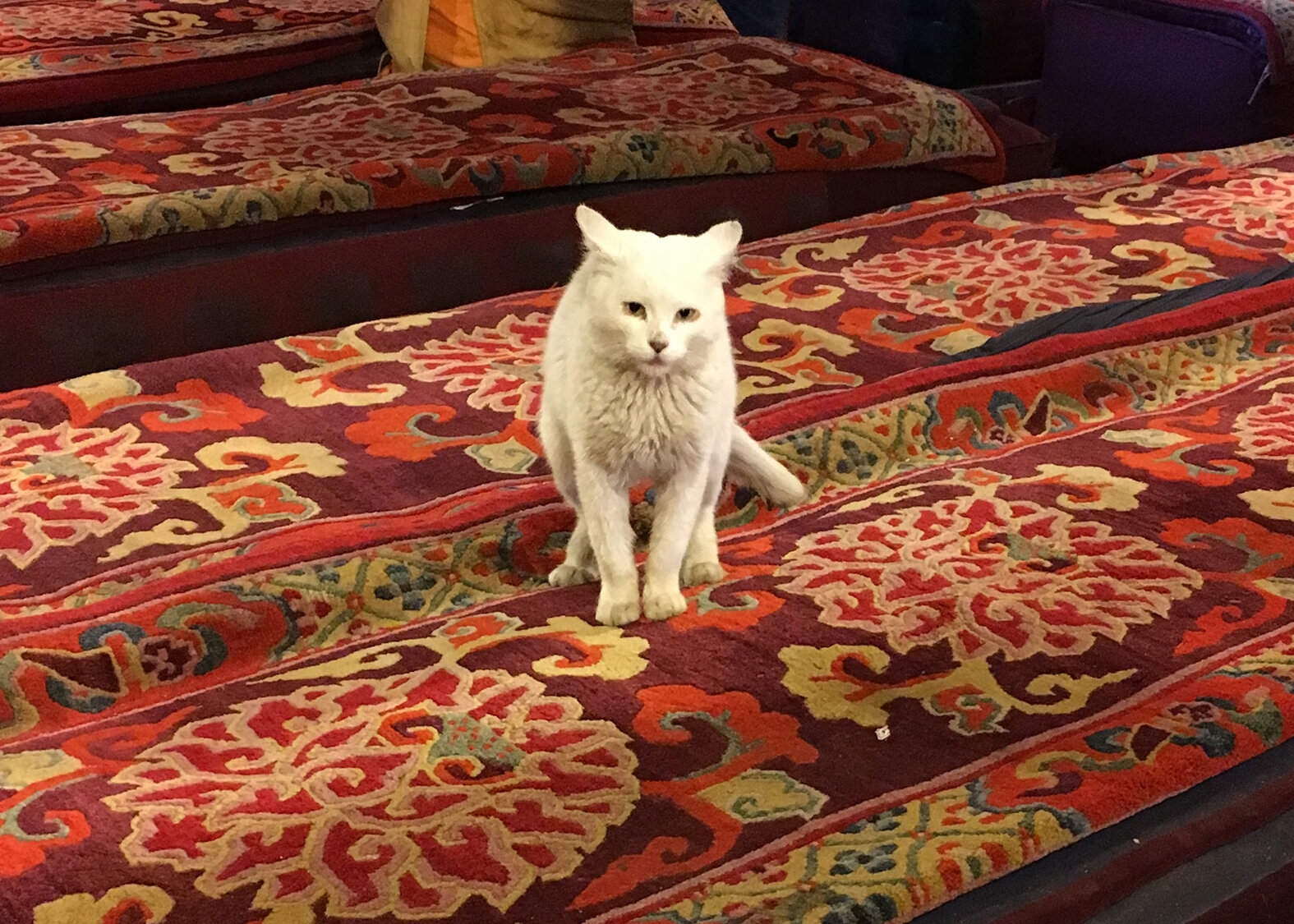 Cat at Tashilhunpo Monastery