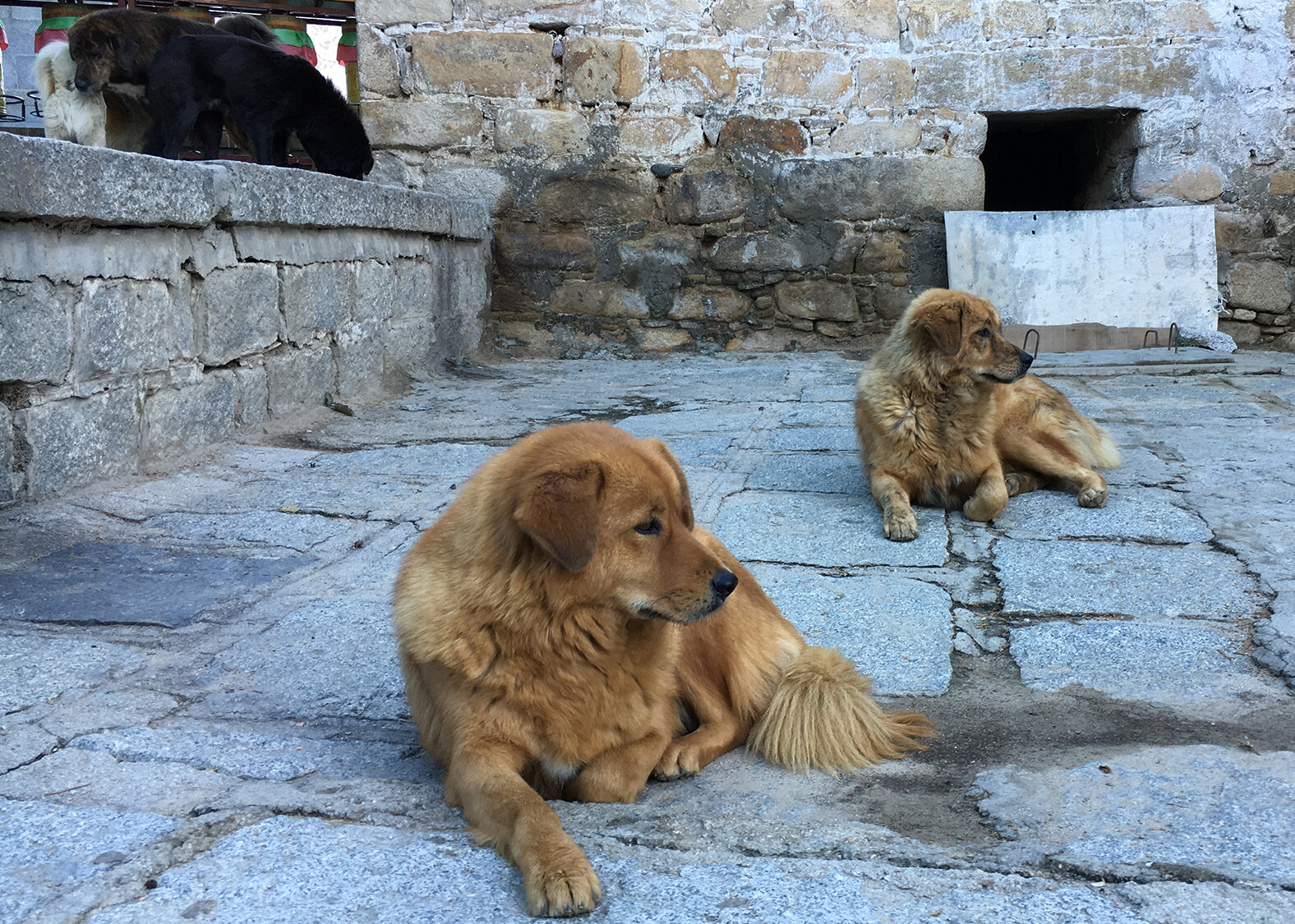 Dogs at Sera Monastery