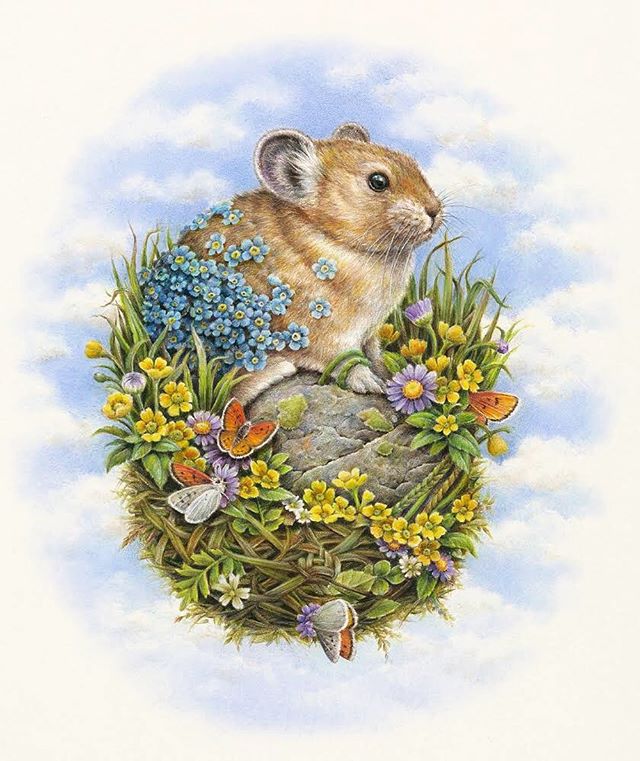 American Pika original artwork available online at @talongallery .
#americanpika #pika #ruddycopperbutterfly #alpineavens #aspendaisy #alpineforgetmenot #courtneybrims