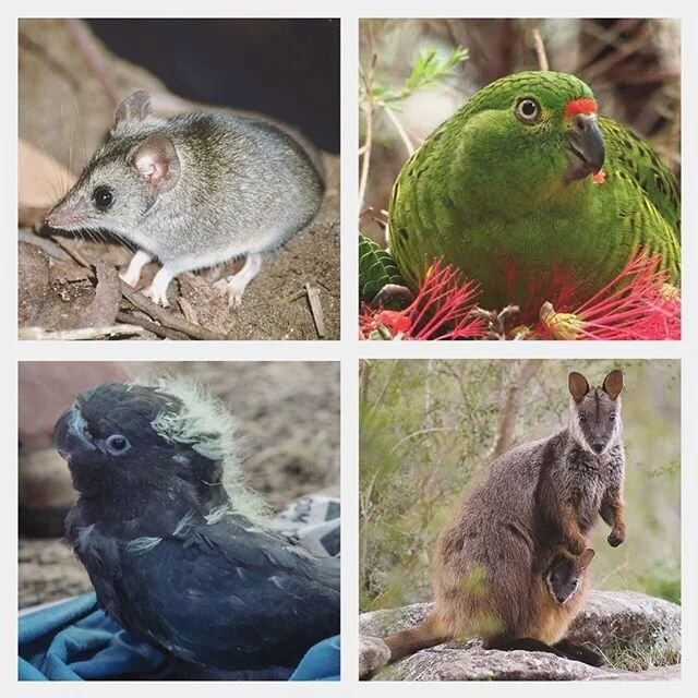 Thank you to ecologist Erika Roper for gathering this list of other worthy fundraisers to donate to that specifally help already endangered species affected by the bushfires. If you know of others please share!
.
Kangaroo Island Dunnart - endangered @kilandforwildlife 
https://www.gofundme.com/f/saving-the-kangaroo-island-dunnart-from-extinction
.
Glossy black-cockatoo - endangered @naturefoundation_sa 
www.naturefoundation.org.au/support-us/kangaroo-island-conservation-programs
.
Western ground parrot - critically endangered
www.givenow.com.au/crowdraiser/public/findingandprotectingthelastwildwesterngroundparrots/
.
Brush-tailed rock-wallaby - endangered @befriendrockwallaby 
www.rockwallaby.org.au
.
Regent Honeyeater and Swift Parrot - both critically endangered @birdlifeoz 
https://birdlife.org.au/current-appeal
.
Spotted tail Quoll - endangered @teamquoll 
https://www.gofundme.com/f/creating-homes-for-wildlife
.
📷 Jody Gates, Jennene Riggs, Ross Evans, David Hamilton, David Paul
.