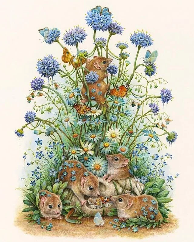 &lsquo;Antipodes&rsquo; group show featuring an all-Australian lineup opens tonight at @beinartgallery 6-9pm
.
&lsquo;Crest-tailed Mulgaras&rsquo;, (sold) coloured pencil, watercolour, gouache and Panpastel in paper.
.
#mulgara #cresttailedmulgara #australiannativeplants #australianflora #threatenedspecies #courtneybrims