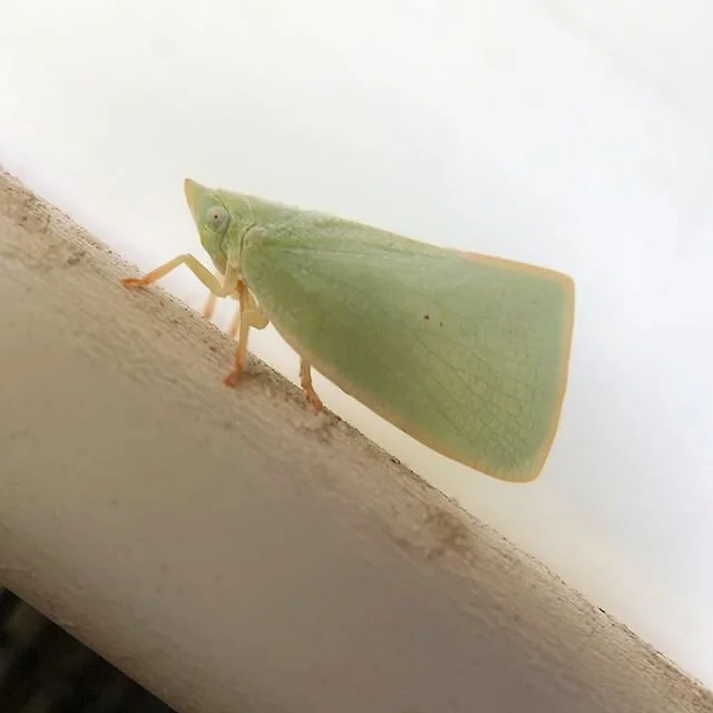 🐛B🦋U🐞G🐝S🐜 thanks, rain! Little Planthopper, moth impersonating a dead leaf, Orchard Swallowtail caterpillar, Wattle Cup caterpillar, Case moth home and a Giant Wood moth.
.
#entomology