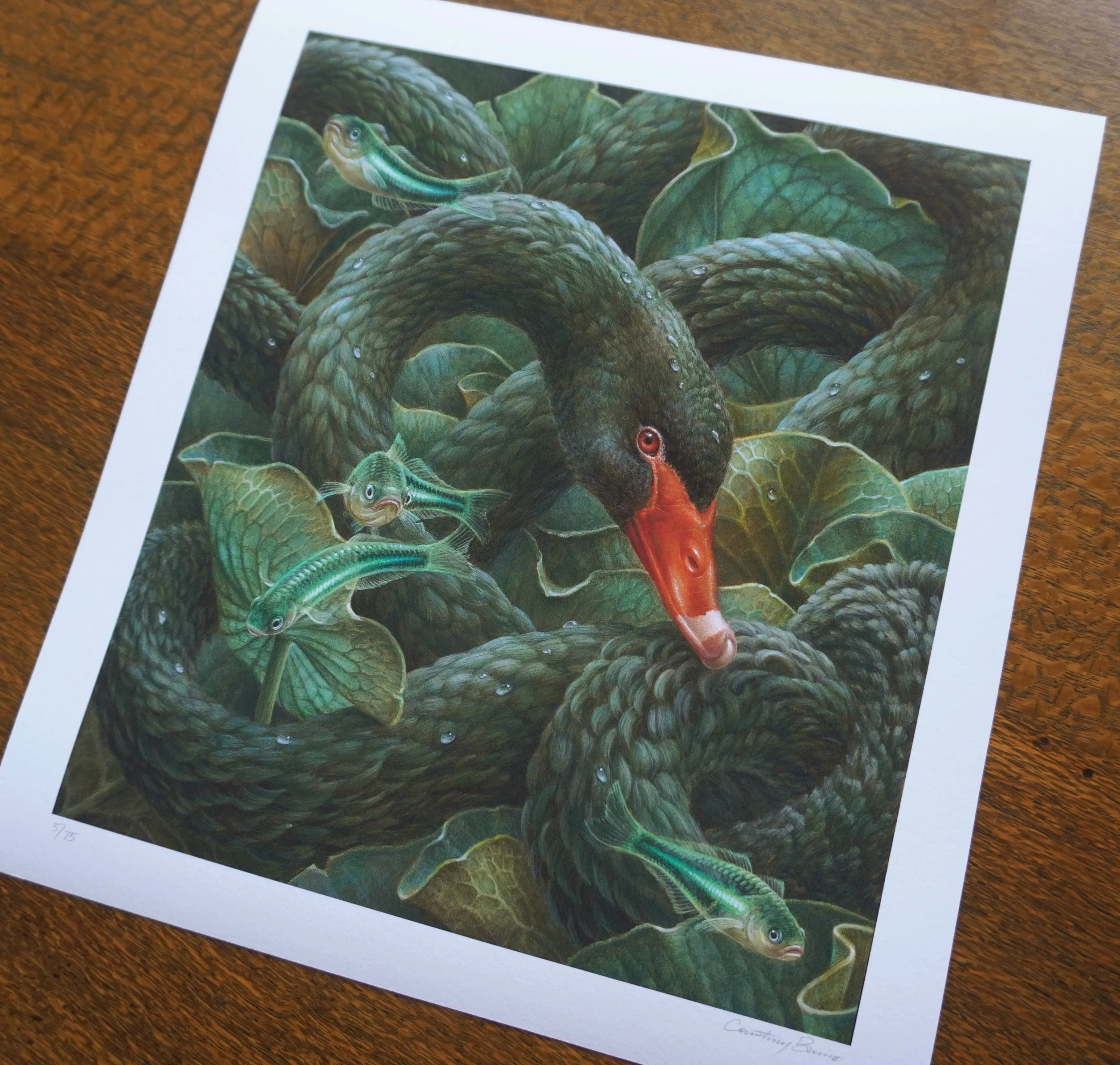 Scylla web 06.jpg