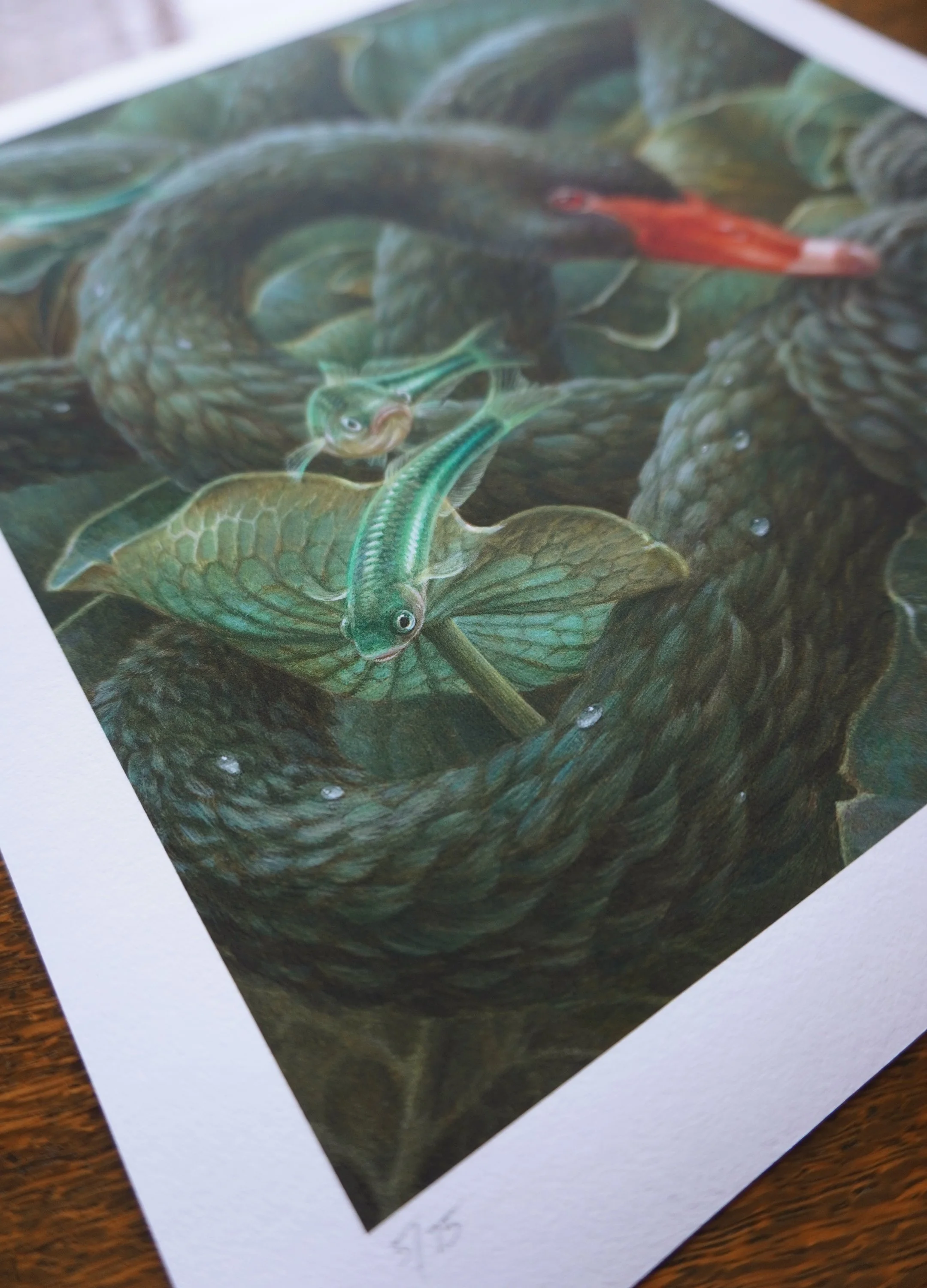 Scylla web 05.jpg